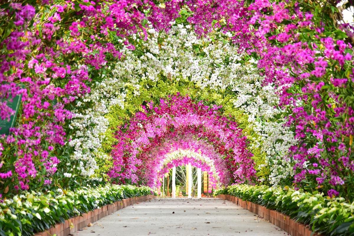Цветы для арки в саду - 59 фото