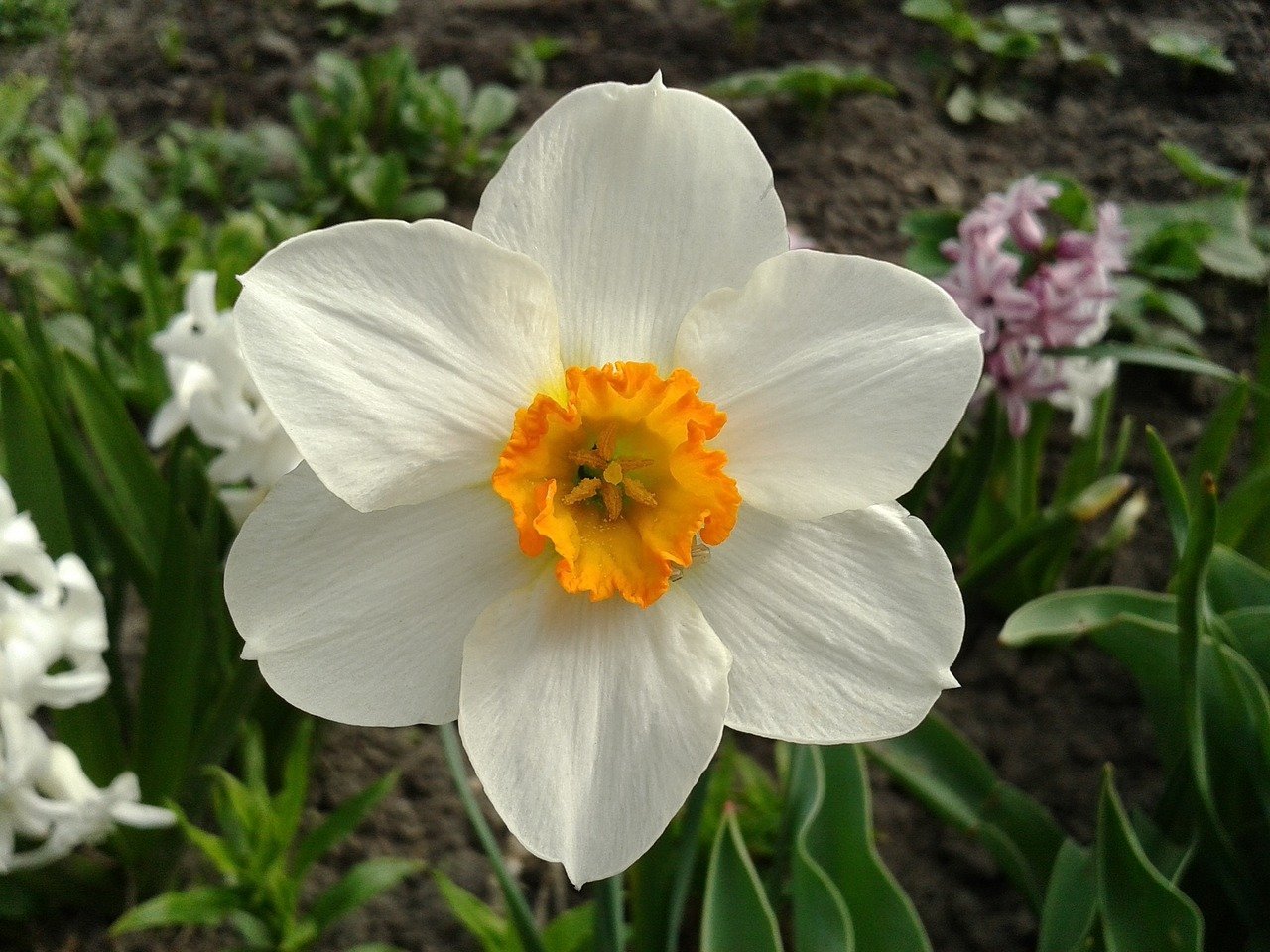 Название цветка нарцисс. Нарцисс (растение). Нарцисс Гелиос. Нарцисс Триколет. Нарцисс спринг Прайд.