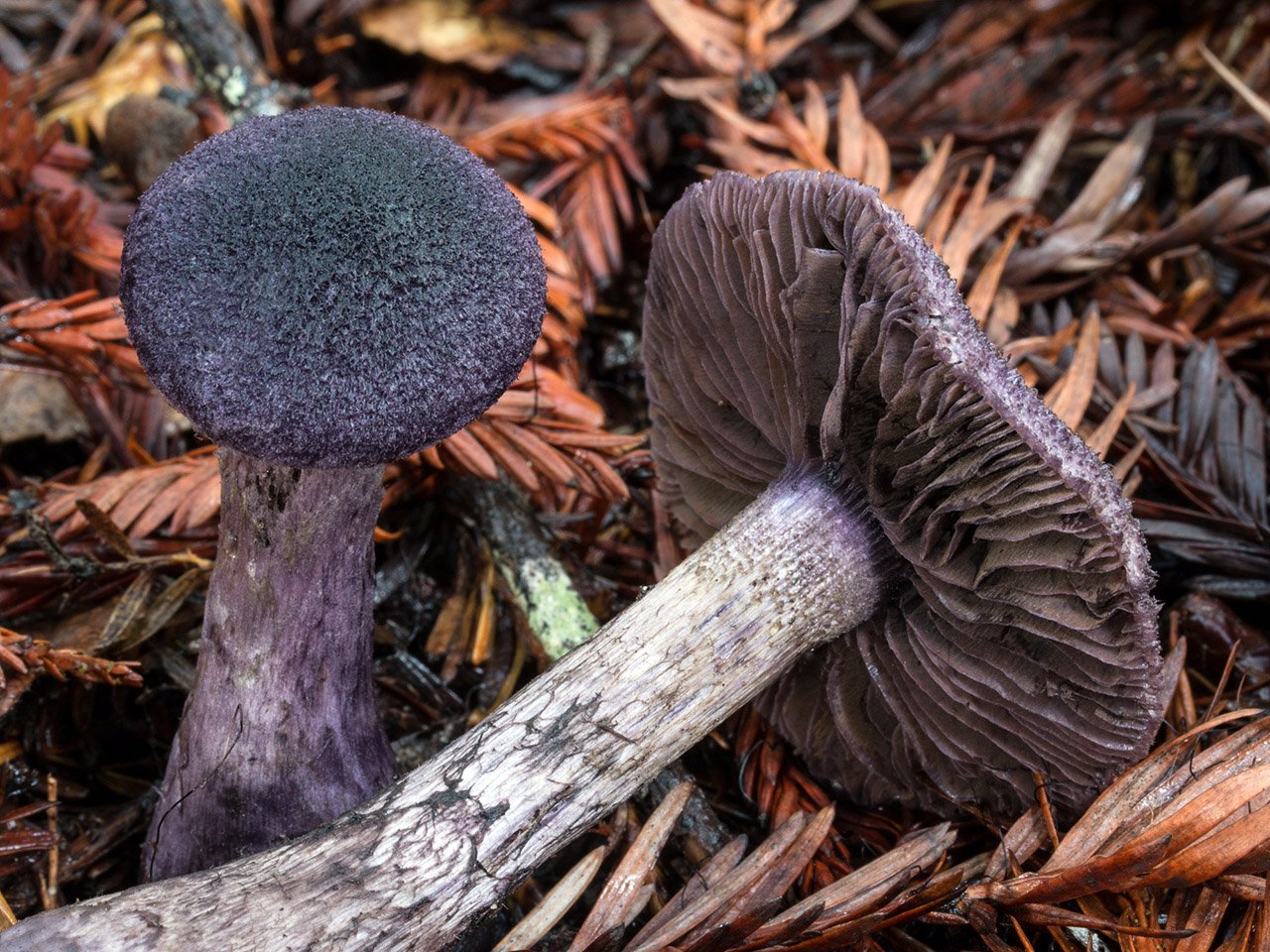 Паутинник фиолетовый фото. Паутинник фиолетовый. Cortinarius violaceus. Паутинник фиалково пластинчатый. Паутинник черный.