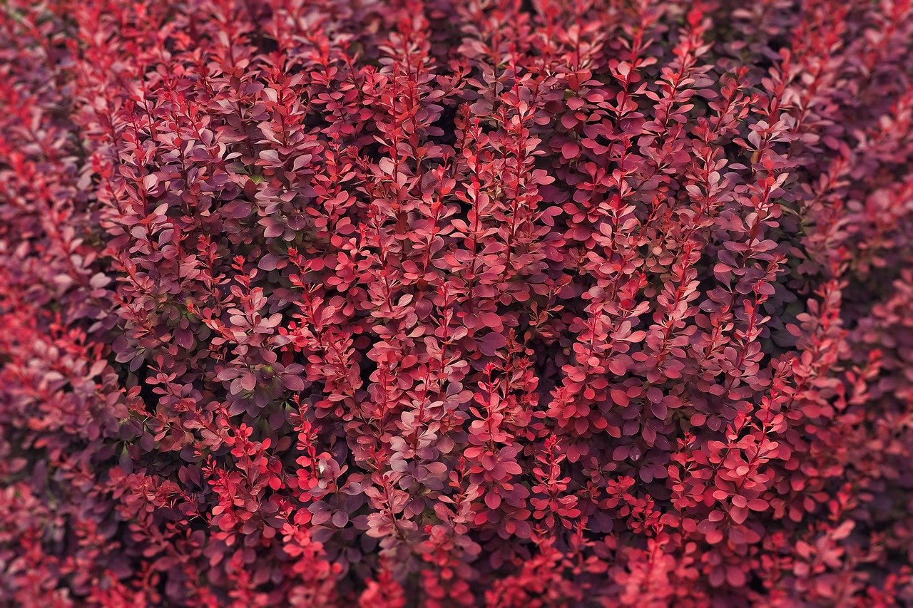 Кустарник с красными листьями название. Барбарис Тунберга Атропурпуреа. Барбарис Тунберга Голдалита. Барбарис с красными листьями. Барбарис Тунберга Грин орнамент.