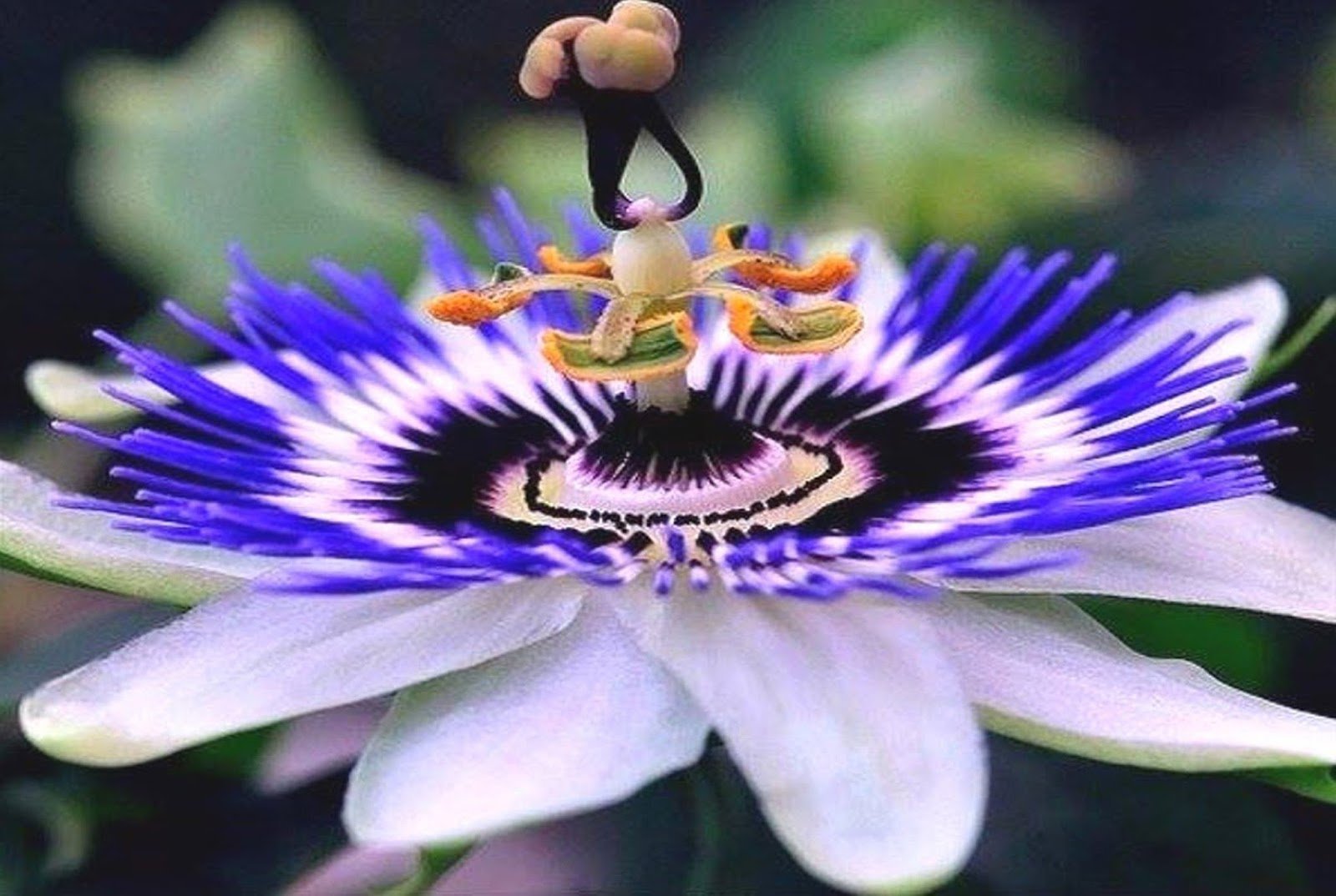 Наведенный цветок. Пассифлора или страстоцвет. Страстоцвет (пассифлора). Цветок Дикая пассифлора голубая.