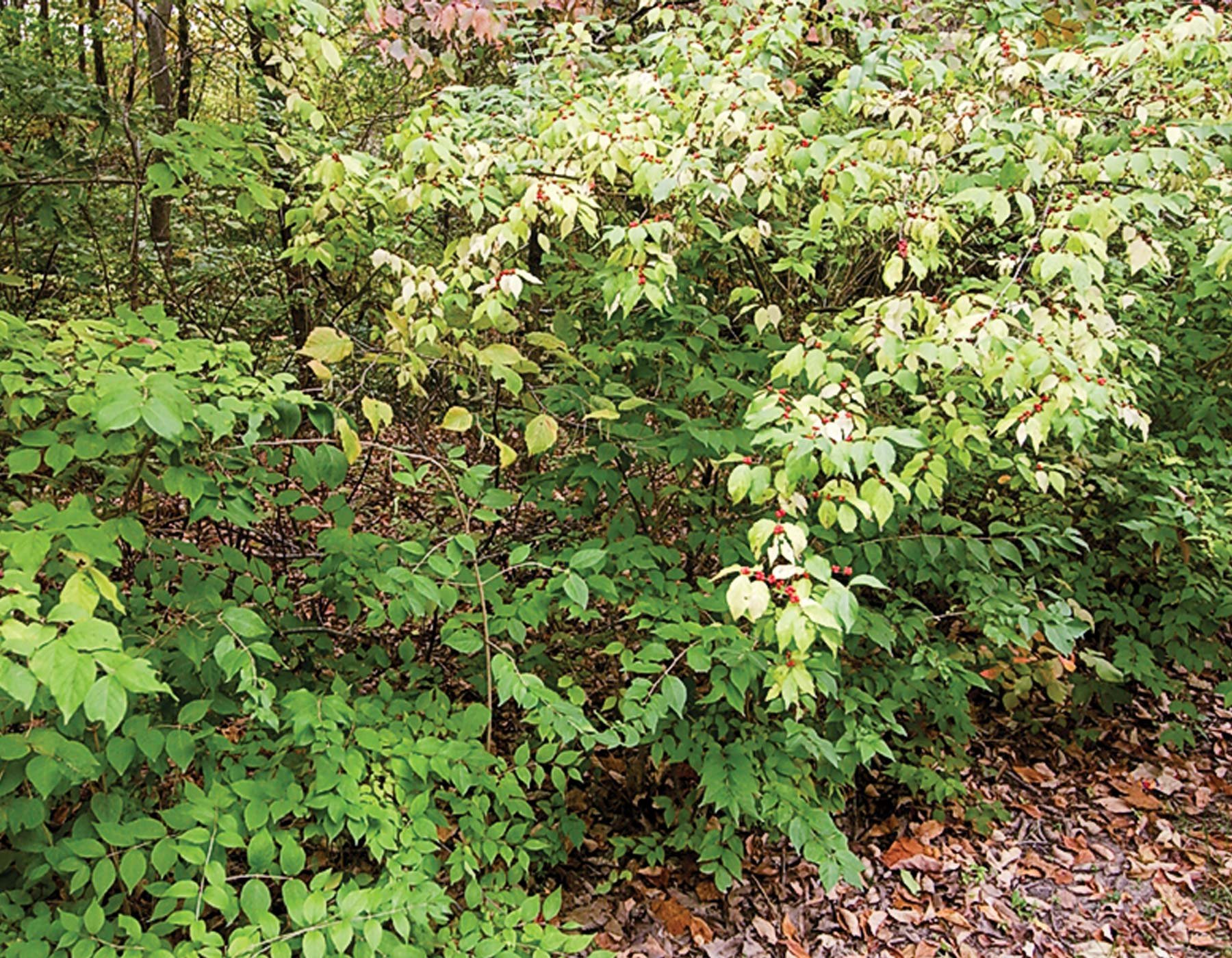 Среди кустарников. Жимолость лещина куст. Honeysuckle Bush. Дикие кустарники. Кустарники Сибири дикорастущие.