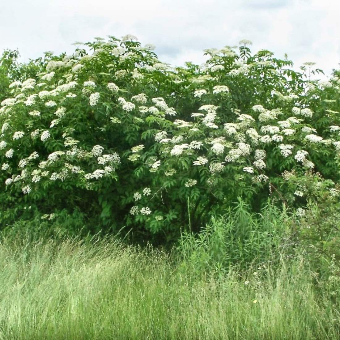 Дикорастущие кустарники. Sambucus nigra. Бузина черная куст. Бузина древовидная. Орешник Бузина спирея.