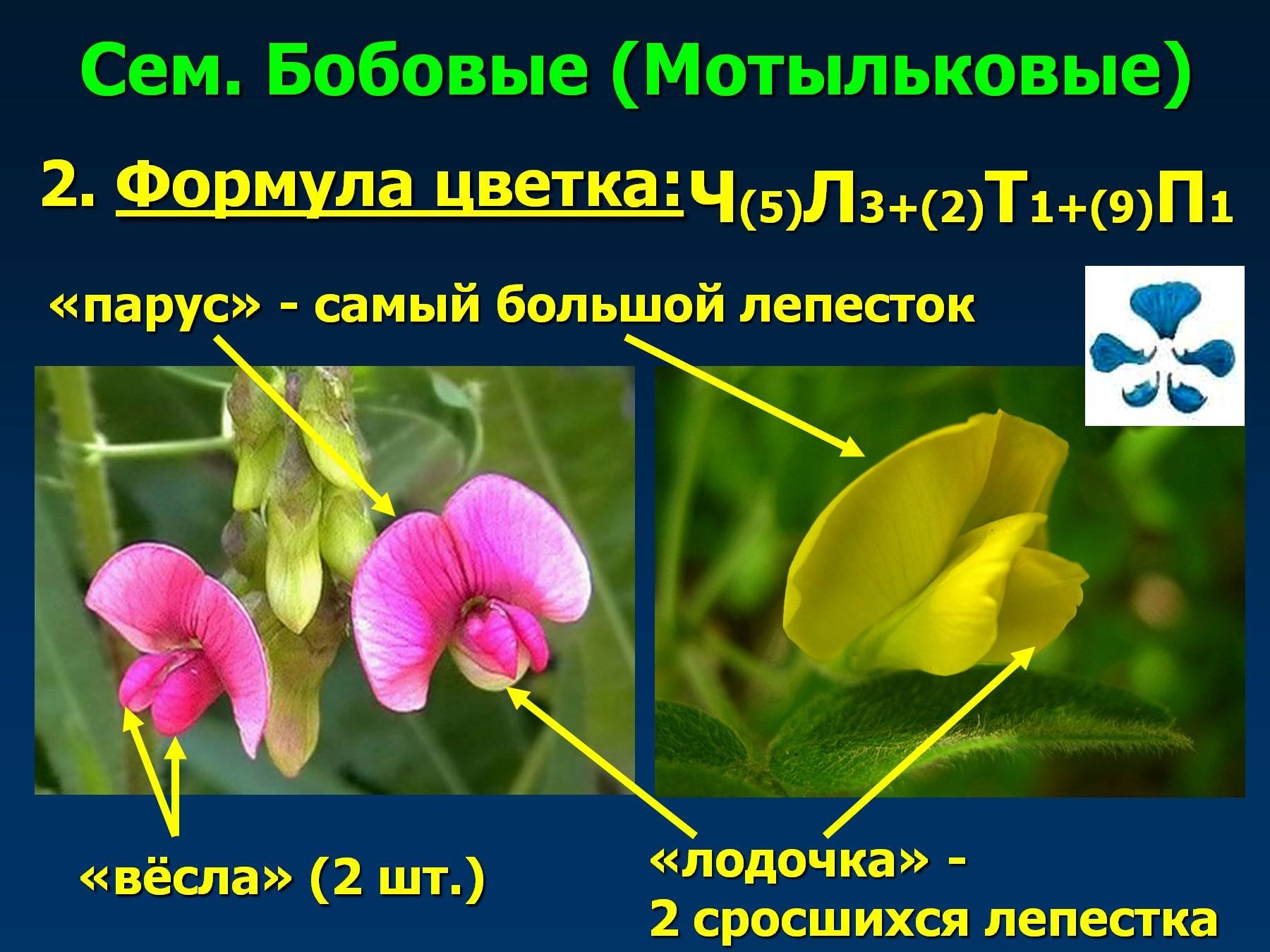 Цветки плоды покрытосеменных растений. Бобовые Мотыльковые. Формула цветка мотыльковых. Покрытосеменные растения бобовые. Семейство бобовые Мотыльковые опыление.