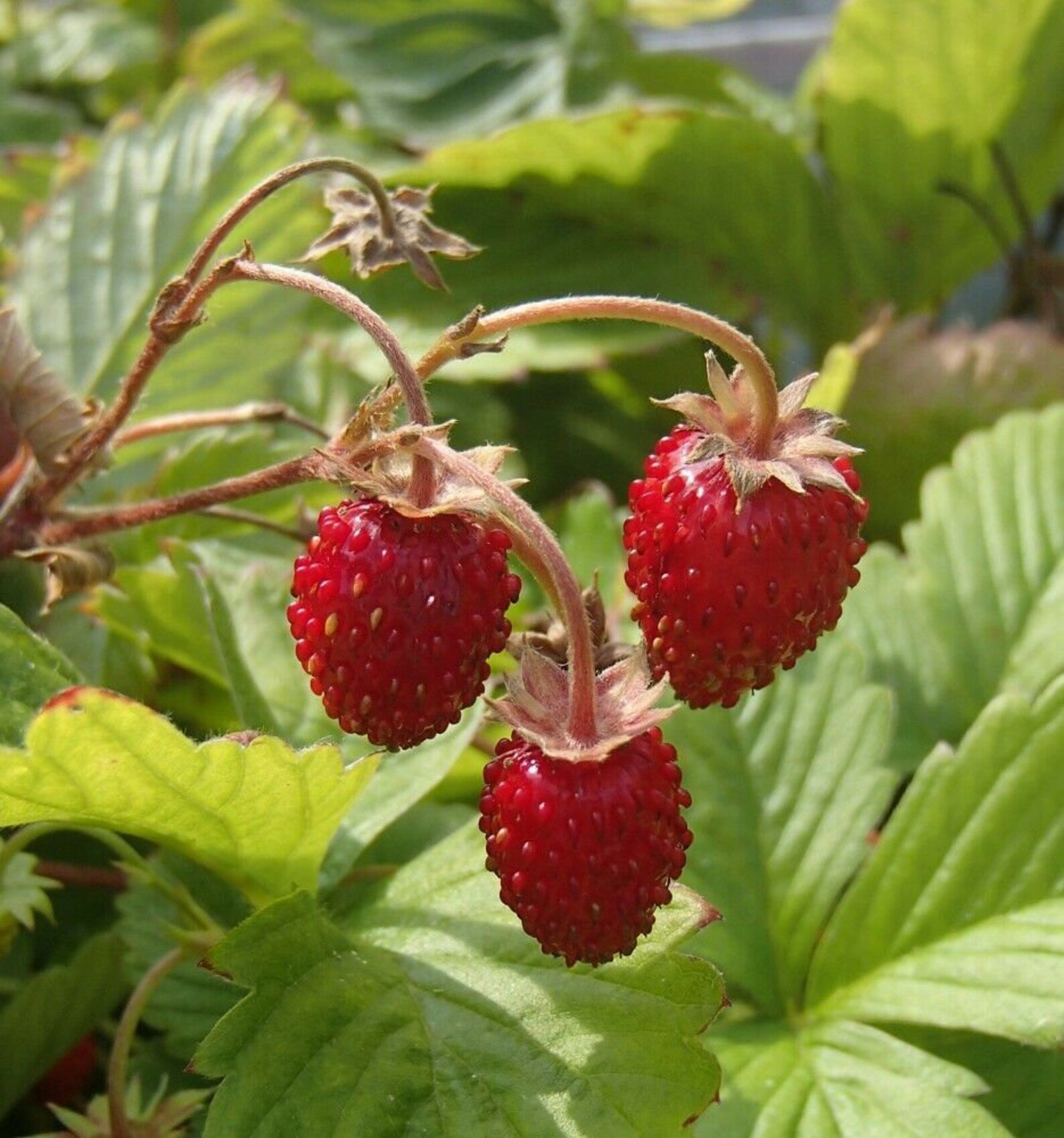 Земляника какая. Fragaria vesca дикорастущая. Клубника ред Барон. Альпина клубника. Дикая Лесная клубника.