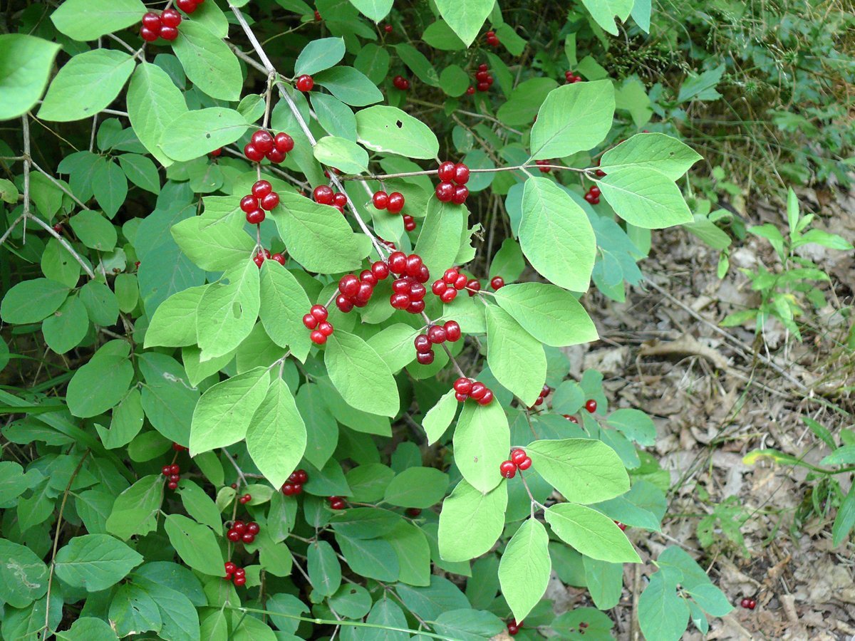 Ядовитые красные ягоды. Жимолость Лесная-Lonicera xylosteum. Волчья ягода (бирючина). Волчья ягода жимолость Лесная. Жимолость Татарская ягоды.