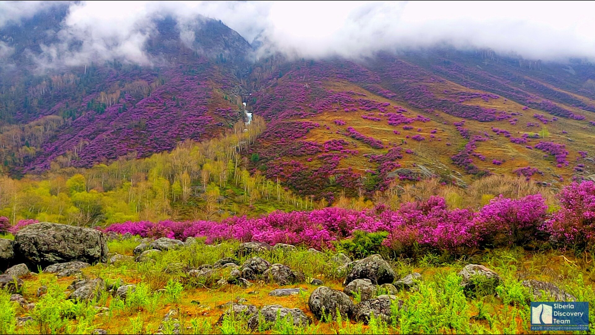 Бурятия багульник село