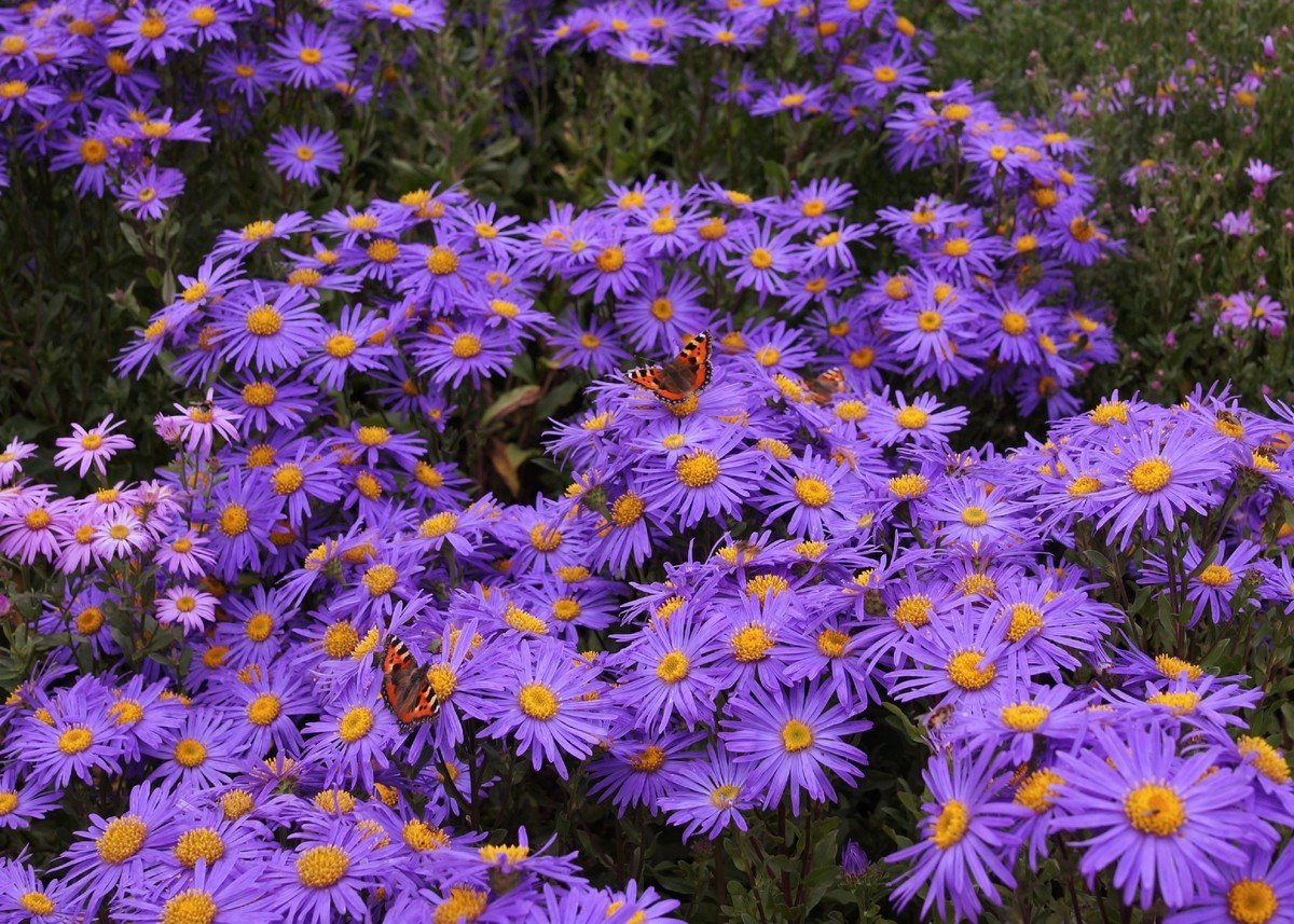 Астра Ромашковая Aster amellus