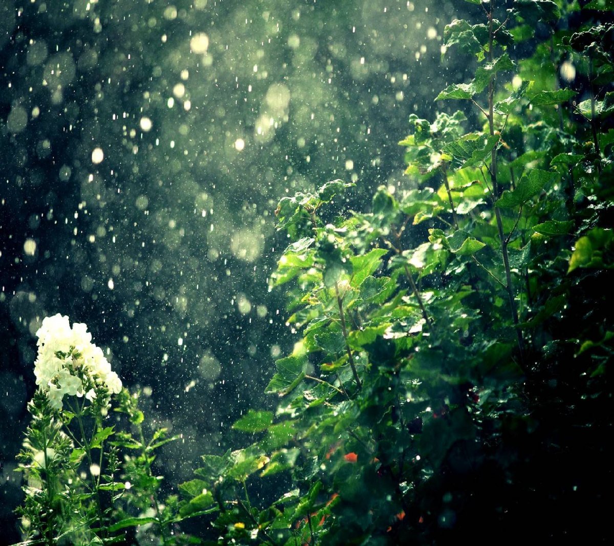 Летний дождь в саду - 70 фото