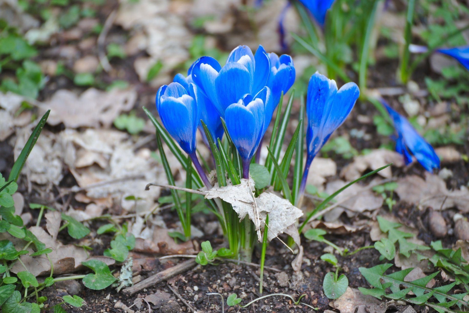 Какое наказание крокус. Крокус Шафран голубой цветок. Крокус Шафран синий. Цветы синенькие Крокус. Крокус синий цветок.