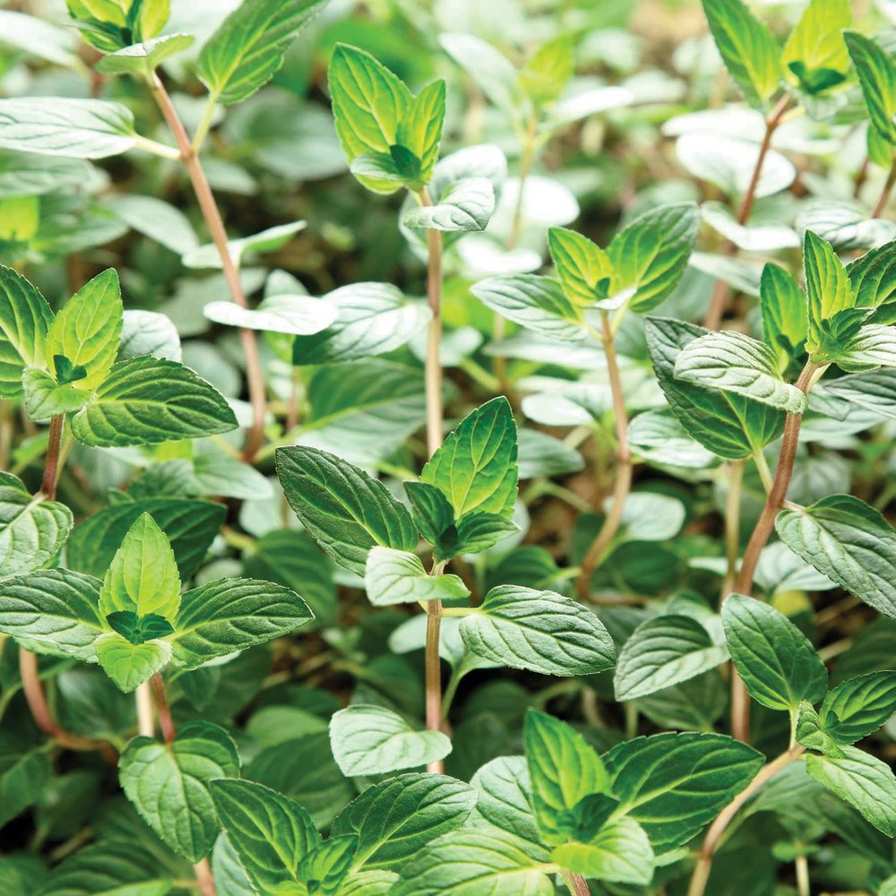 Мята шоколадная растение. Mentha piperita Chocolate Mint. Мята перечная Чоколэйт. Мята Гарден минт. Мята перечная шоколадная.