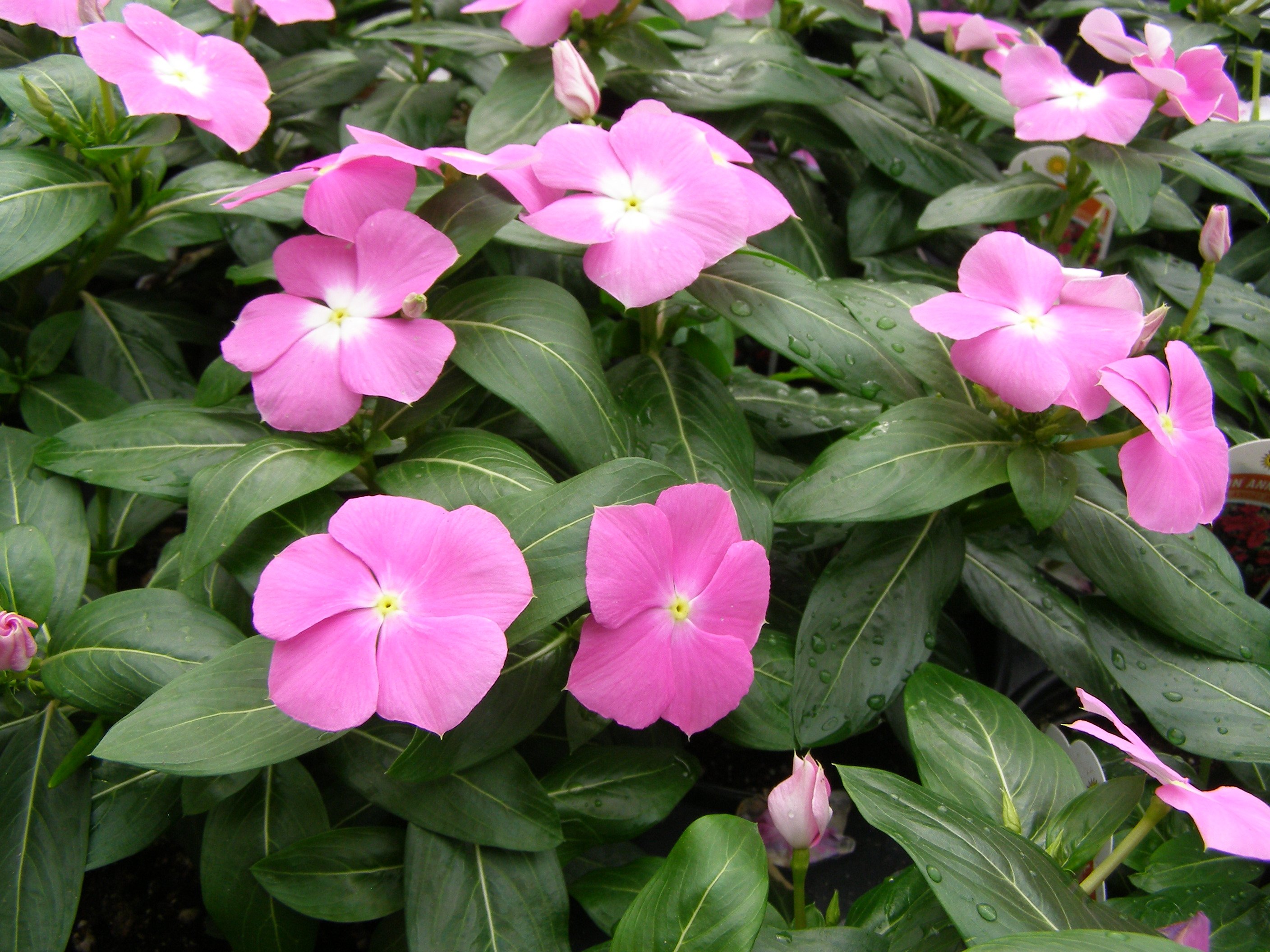 Фото цветка катарантус. Катарантус. Vinca (Catharanthus roseus). Катарантус лиловый.