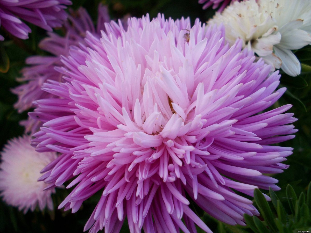 Астра Aster coloradoensis