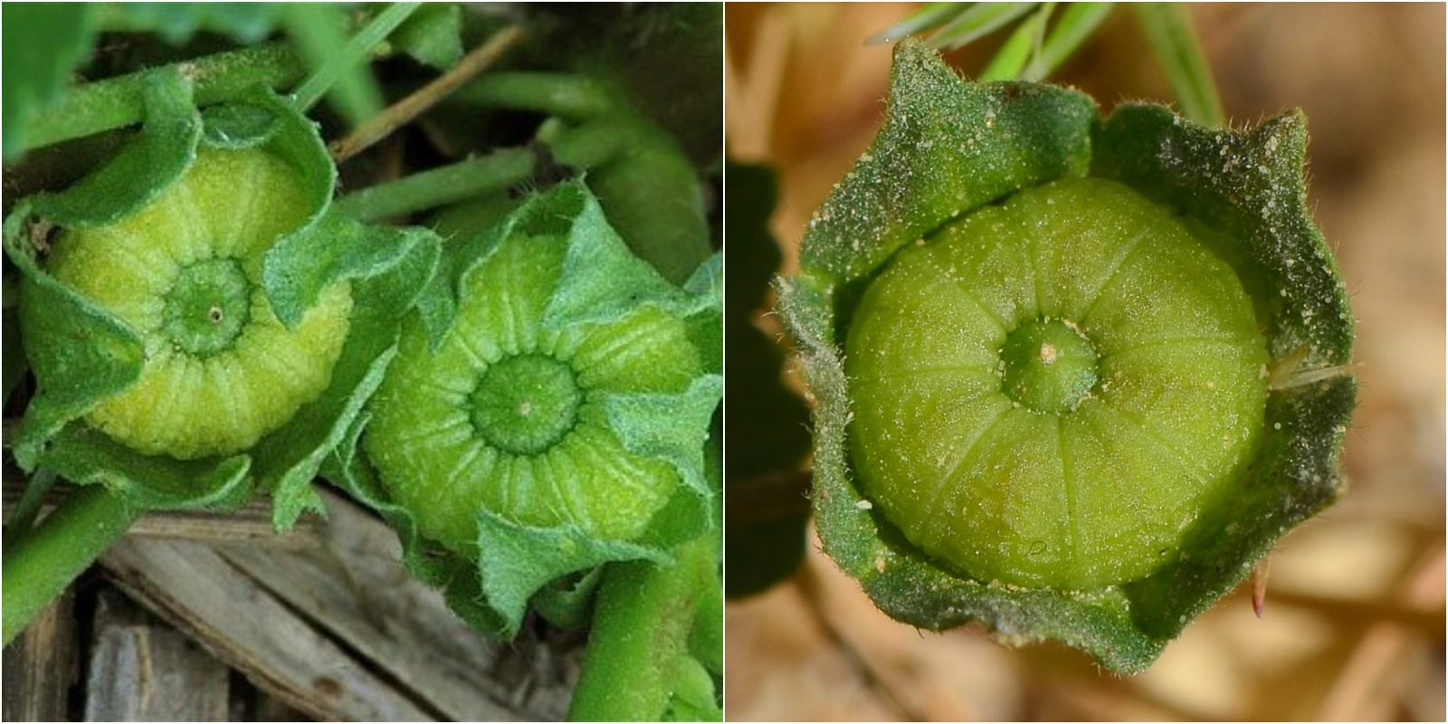 Просвирник незамеченный - Malva neglecta - Описание таксона - Плантариум