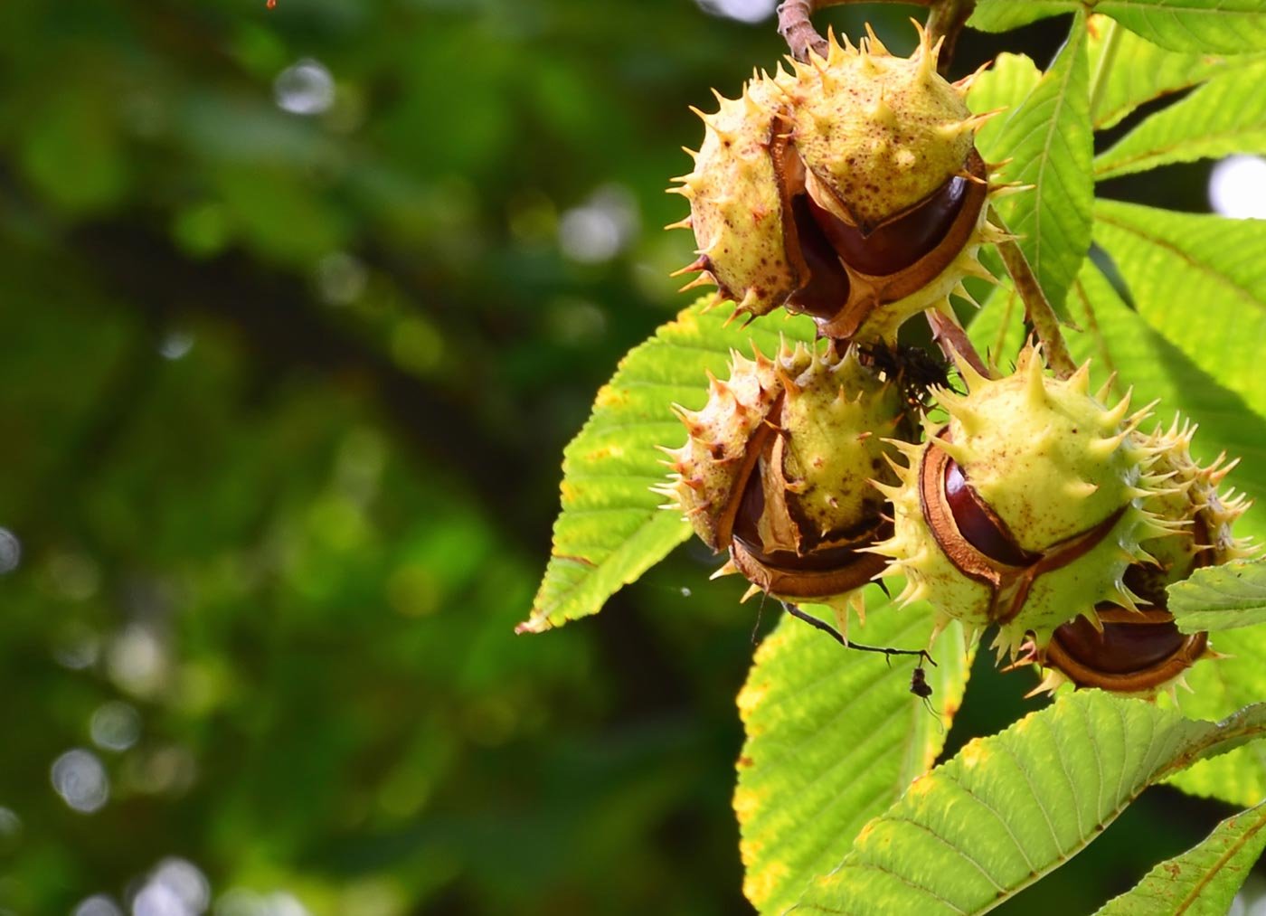 Фото каштанов. Aesculus chinensis. Каштан дерево Пакистане. Каштан на даче. Каштан с гладкими плодами.