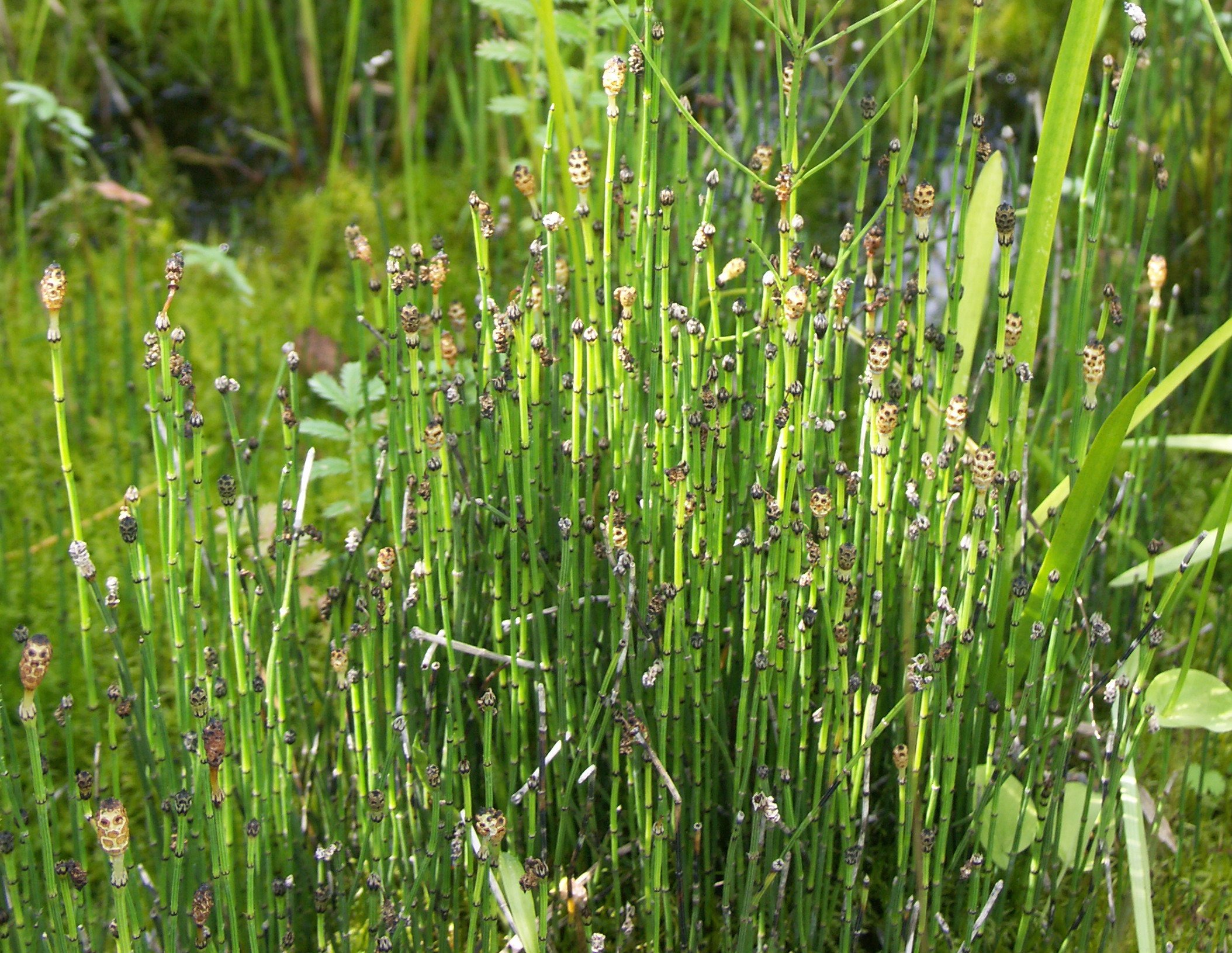 Хвощи растут на почвах. Хвощ зимующий Equisetum hyemale. Хвощ камышовый. Хвощ зимующий(Equisetum hyemale)-4. Equisetum variegatum.