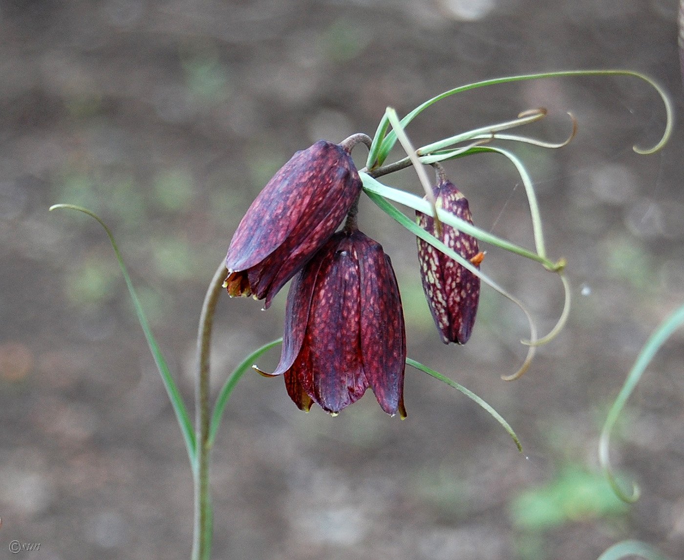 Колокольчик бордовый. Рябчик цветок. Рябчик малый — Fritillaria meleagroides. Рябчик русский Fritillaria ruthenica. Рябчик Луговой.