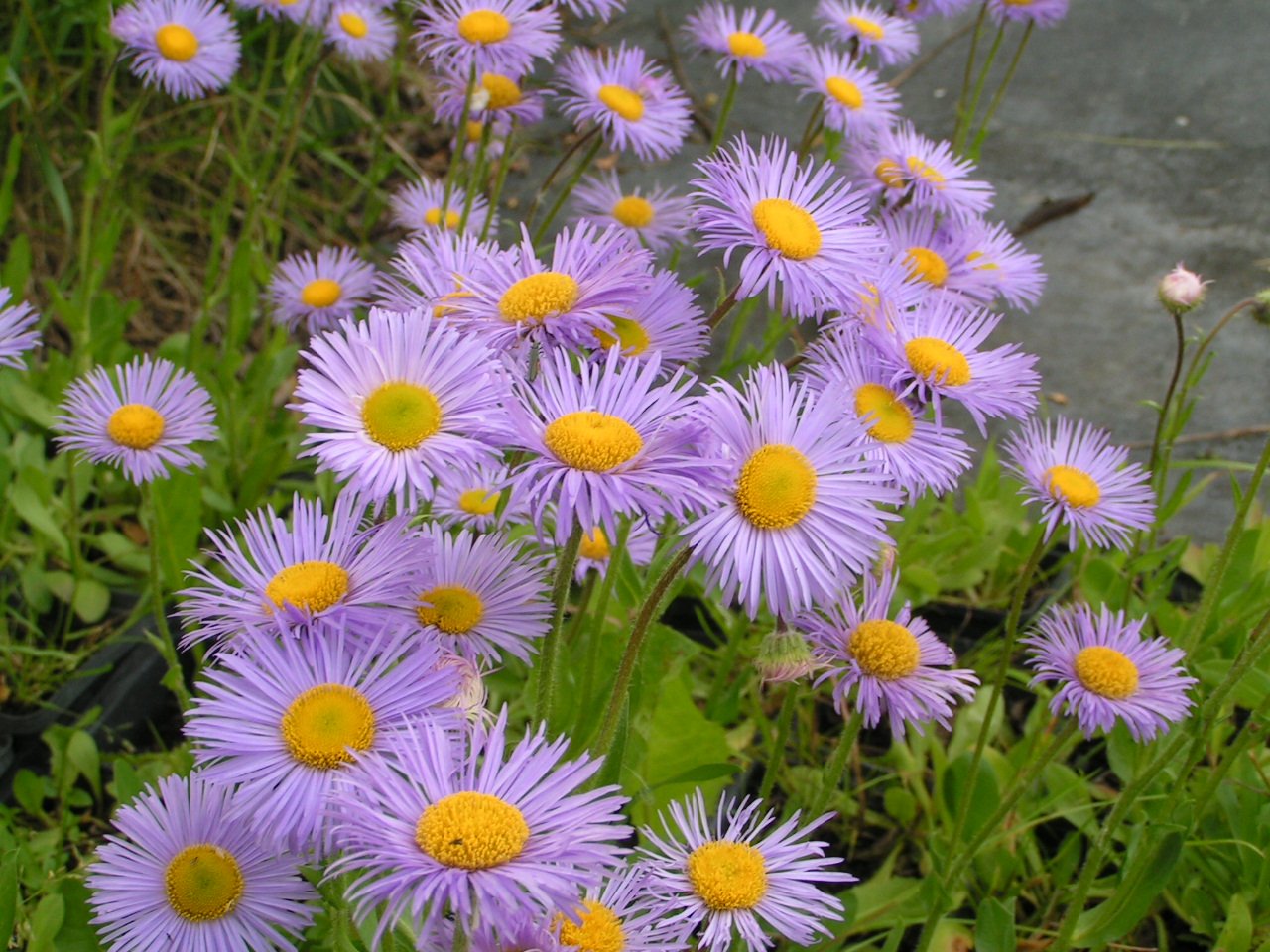 Эригерон Карвинского Erigeron karvinskianus