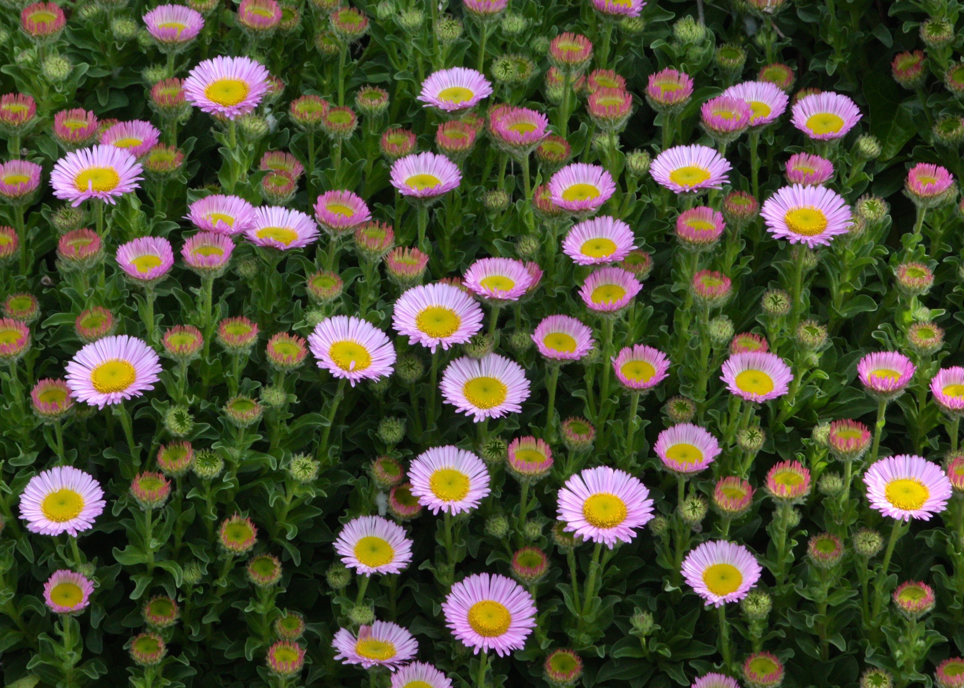 Эригерон Карвинского Erigeron karvinskianus