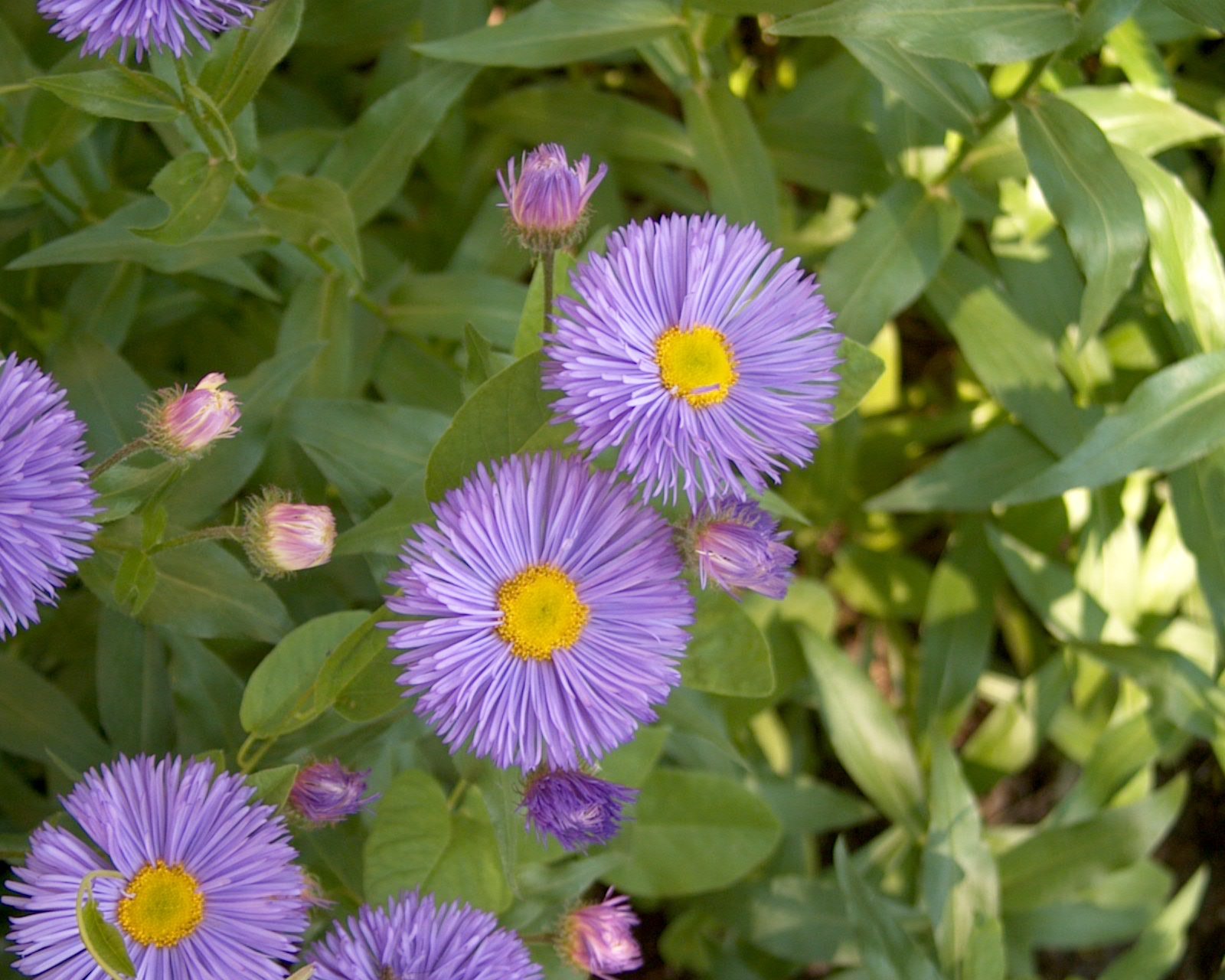 Эригерон Карвинского Erigeron karvinskianus