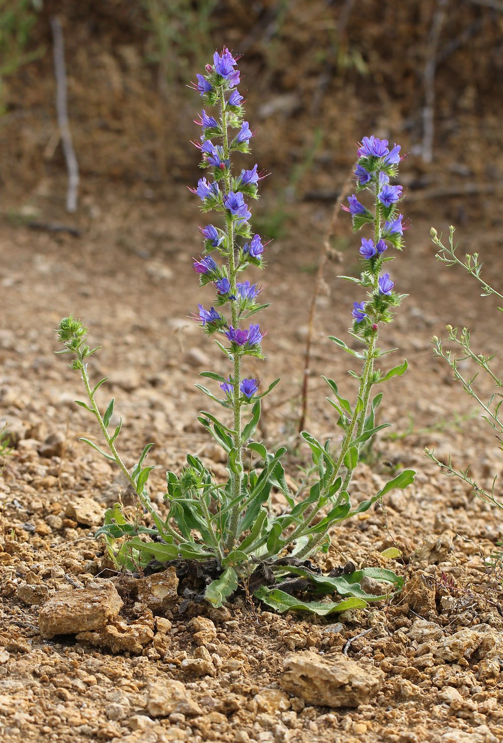 Трава синяк обыкновенный медонос. Echium vulgare синяк обыкновенный. Синяк обыкновенный, Румянка (Echium vulgare. Синяк обыкновенный медонос. Синяк обыкновенный (Воловик гадючий).