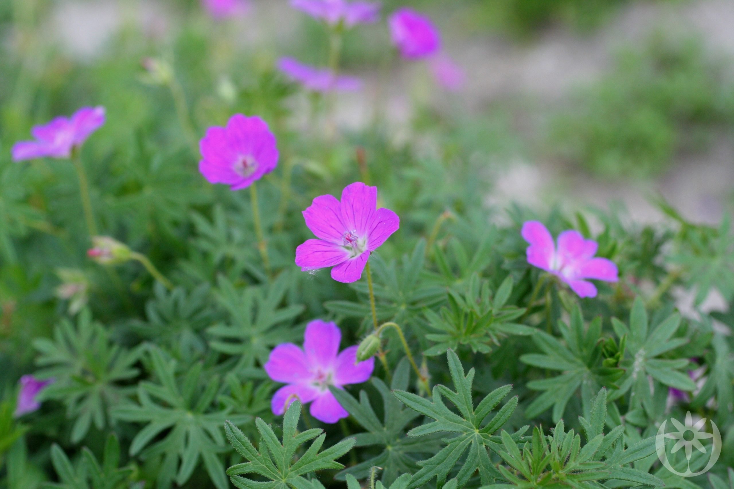 Герань садовая красная. Geranium sanguineum Vision® Violet. Герань Садовая стриатум. Герань кроваво-красная альбум. Герань кроваво-красная Вижн.