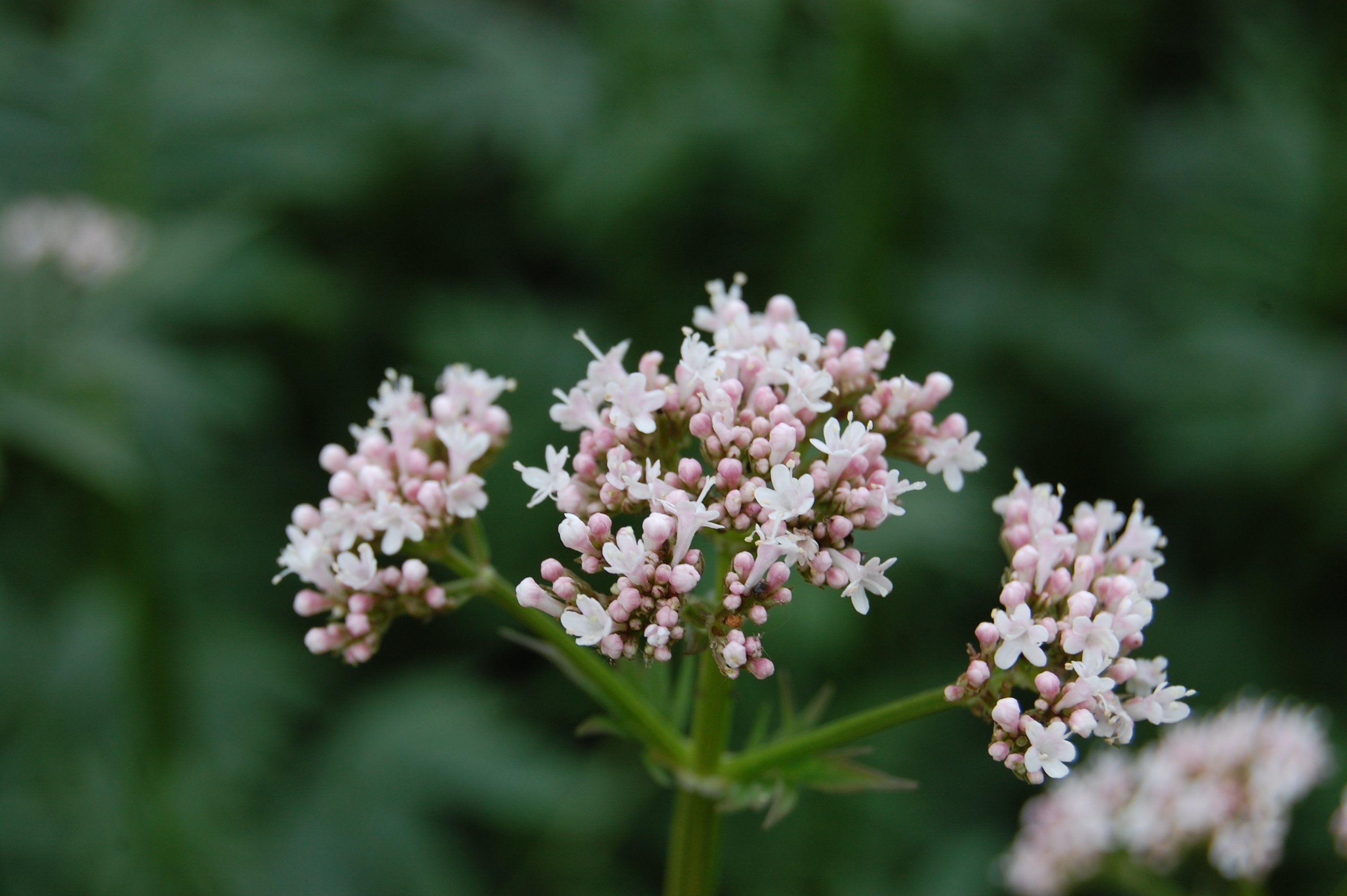 Валериана фото растения. Валериана лекарственная (Valeriana officinalis). Валериана бузинолистная. Валериана двудомная. Валериана соцветие.