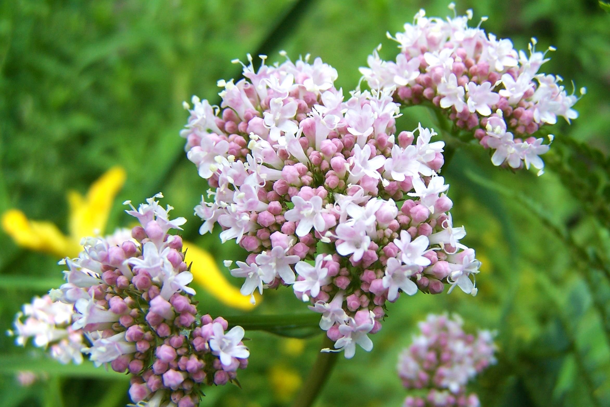 Валер ч. Валериана лекарственная / Valeriána officinális. Валериана. (Valeriana officinalis). Валериана бузинолистная. Valeriana officinalis l..