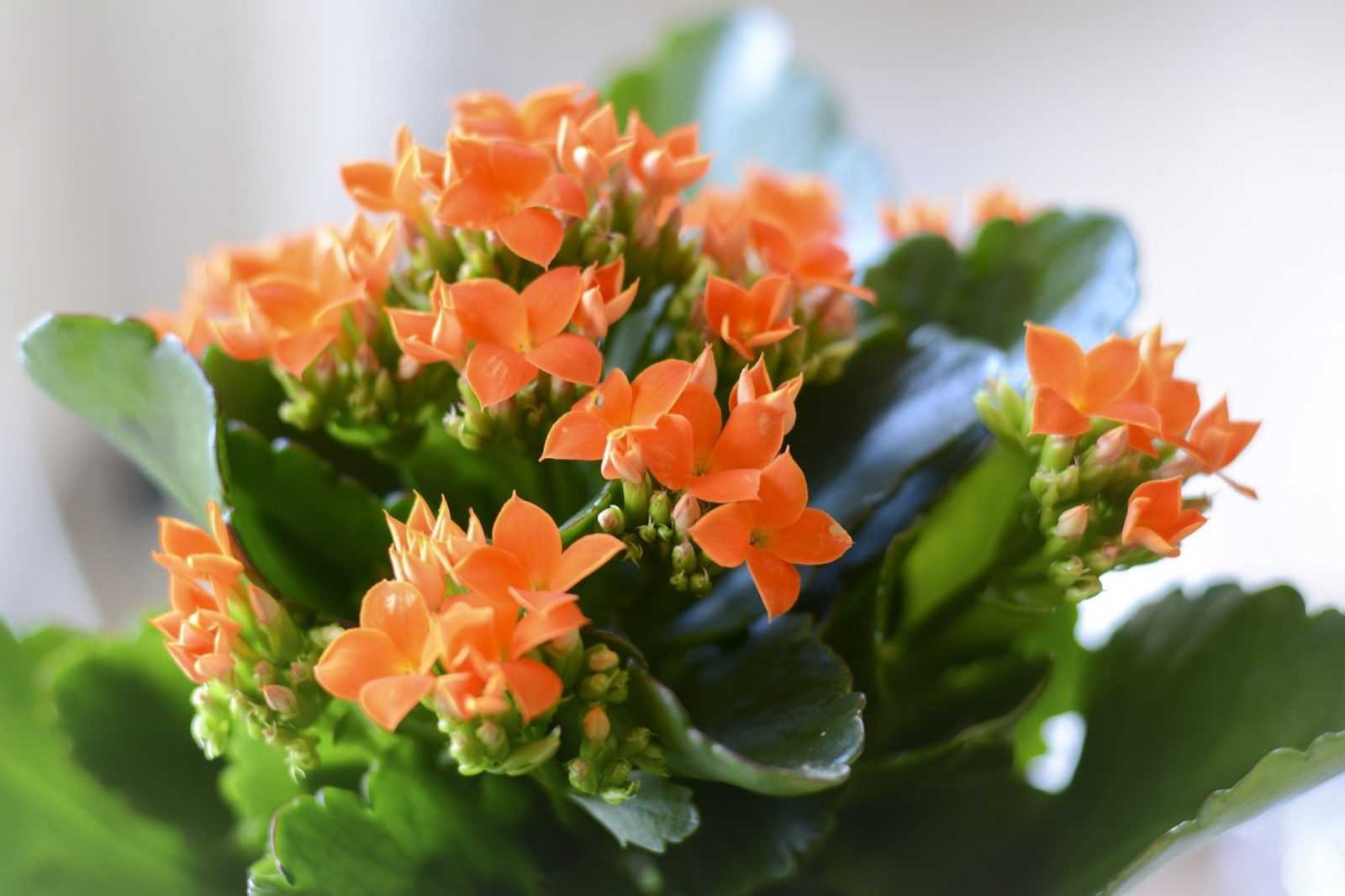 Kalanchoe blossfeldiana