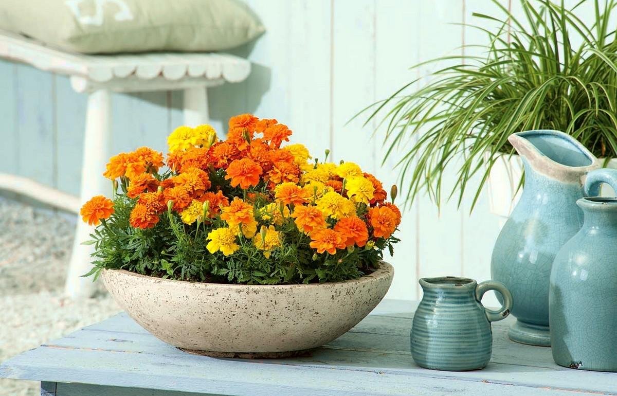 Календула, бархатцы Garden Marigold