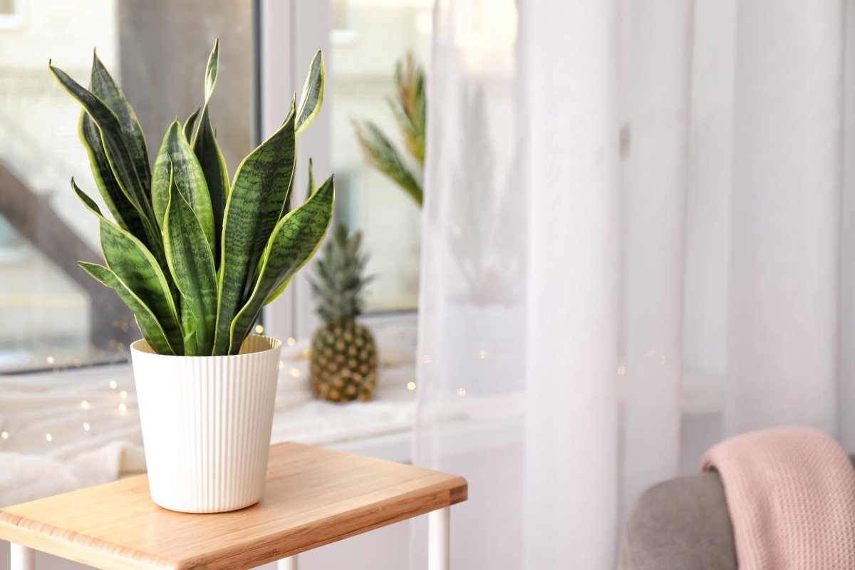 Сансевиерия Snake Plants