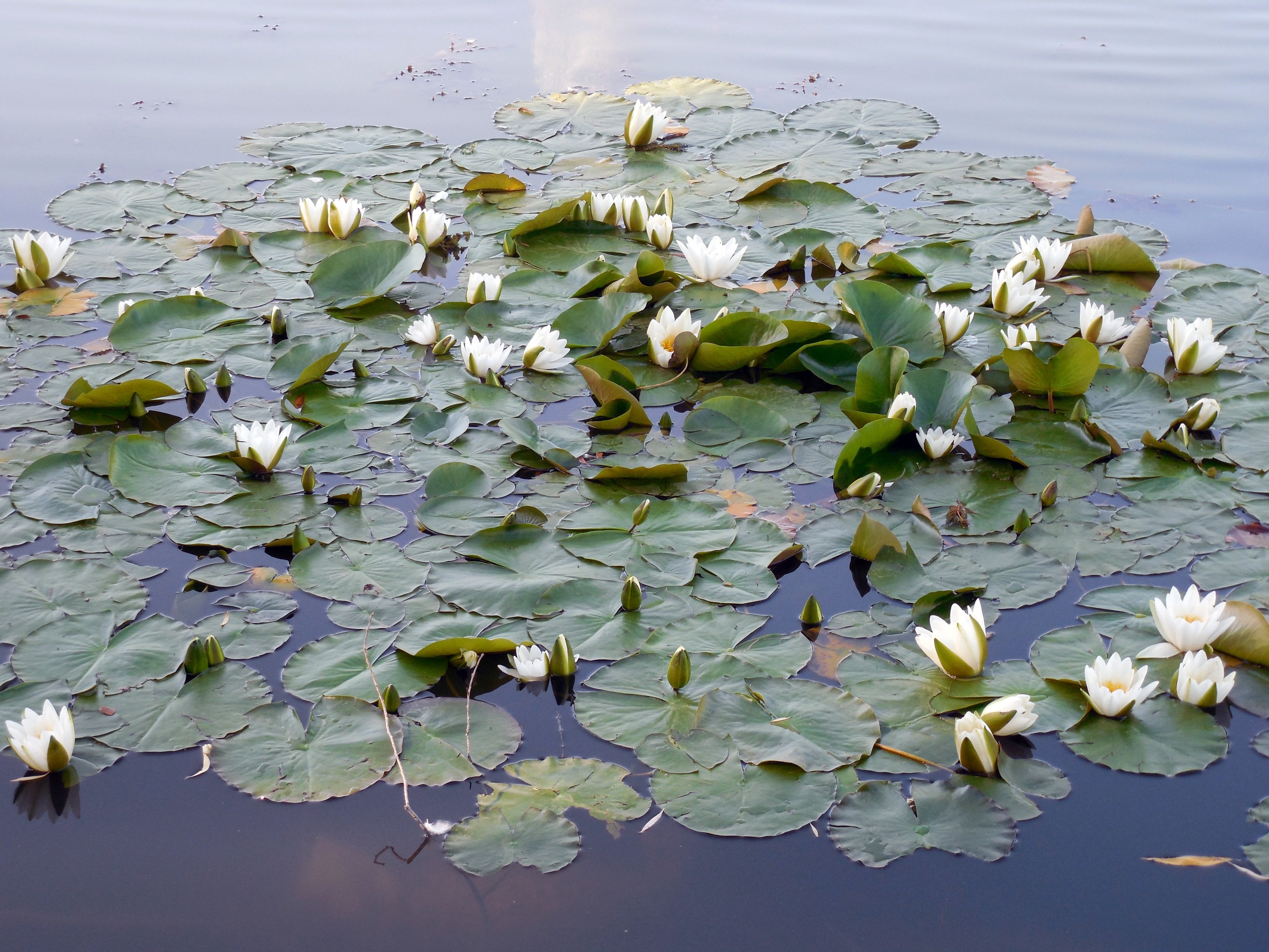 Какие растения в воде. Водное растение кубышка Лилия. Водяная Лилия кувшинка цветение. Кувшинка белая водные растения. Нимфея Озерная.
