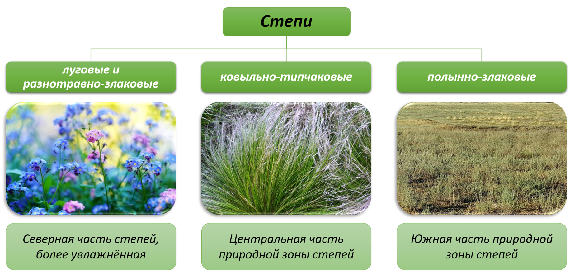 Главные внешние признаки зоны степей. Степной Тип растительности. Типы степей. Разнотравно-злаковые степи. Растения зоны степей.