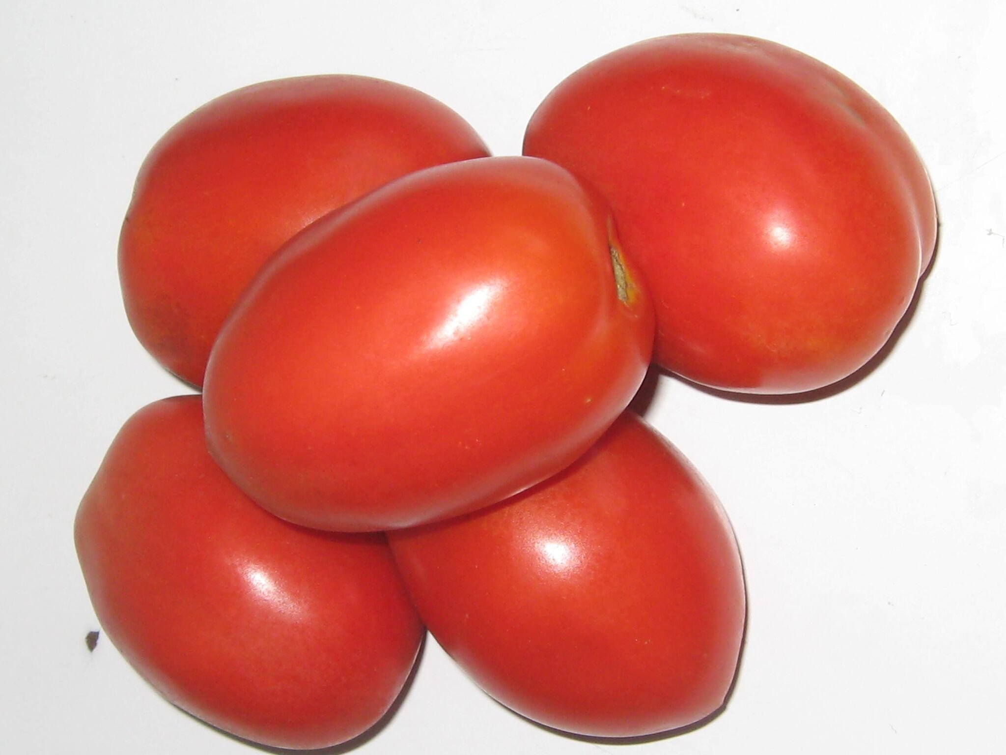 томат агата характеристика и фото