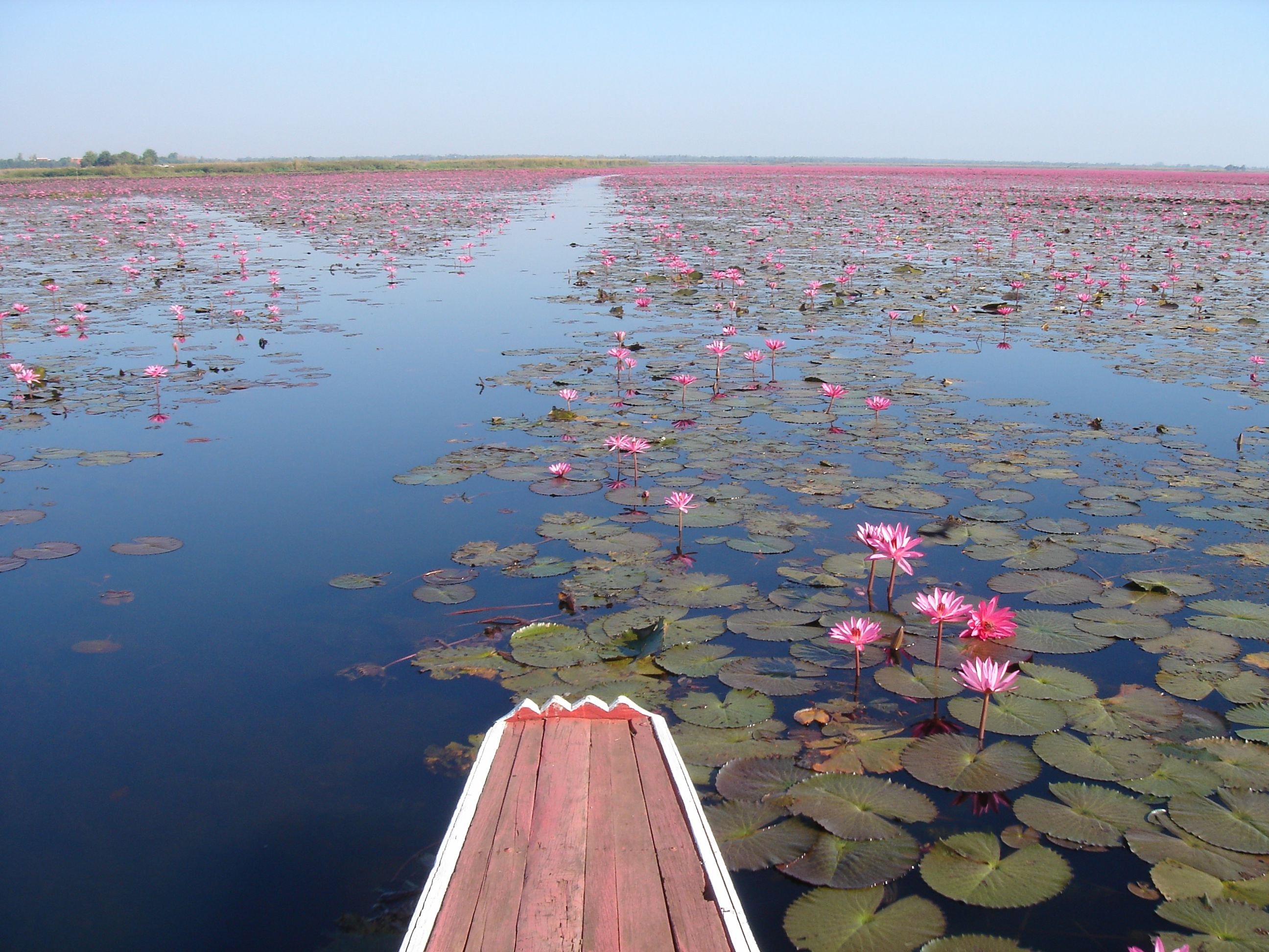 Озера красной книги. Озеро лотосов Белозерный. Озеро Нонг Хан. Озеро Лотосовое, Волгоградская область. Озеро лотосов Таиланд.