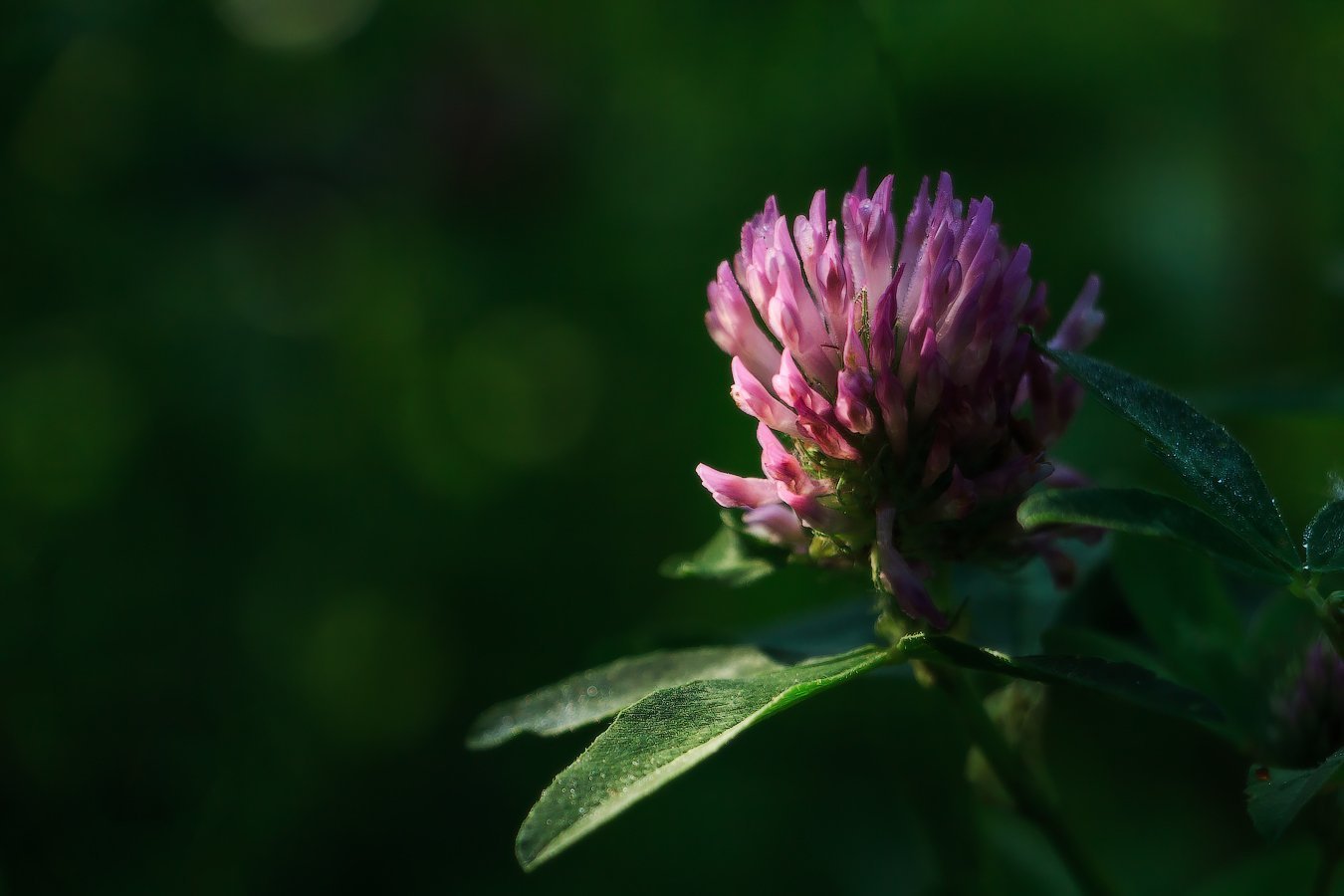 Красный Клевер Trifolium pratense