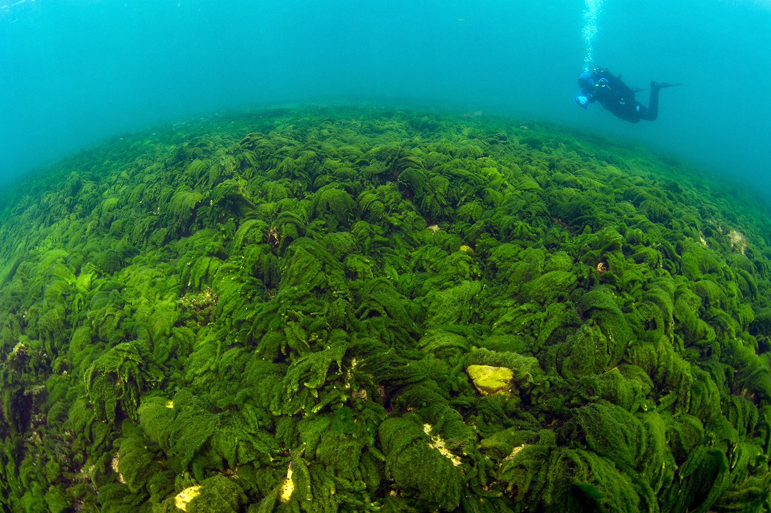 Самые большие водоросли. Синезеленые водоросли Байкала. Водоросли озера Байкал. Микроводоросли Байкала. Байкал водоросли спирогиры.
