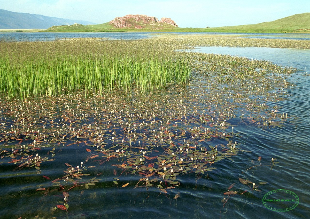 Водный мир озера. Озеро Байкал растительный мир водоросли. Растения озера Байкал озера Байкал.