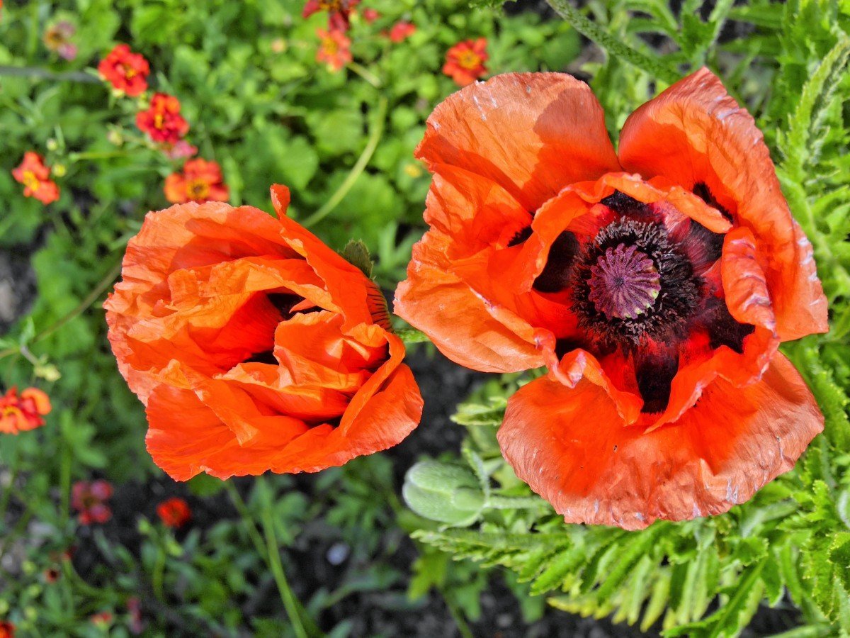 Мак голостебельный фото. Мак однолетник папавер. Мак голостебельный (Papaver nudicaule). Папавер Монпансье цветок. Мак Papaver Cardinal.