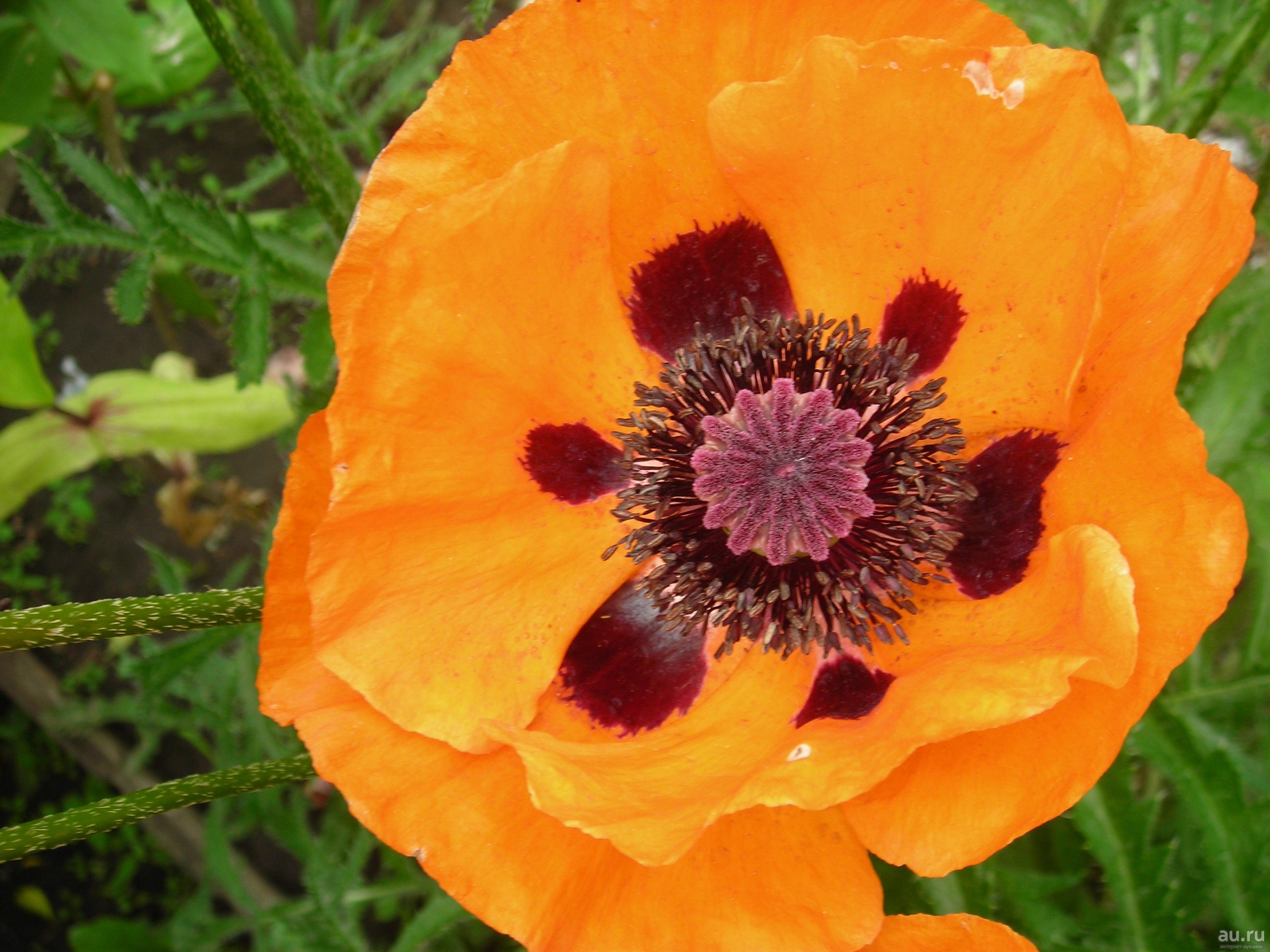 Посадка маков многолетних. Мак Восточный (Papaver orientale). Мак Восточный (Papaver orientale l.). Мак Восточный папавер. Мак Восточный Аллегро.