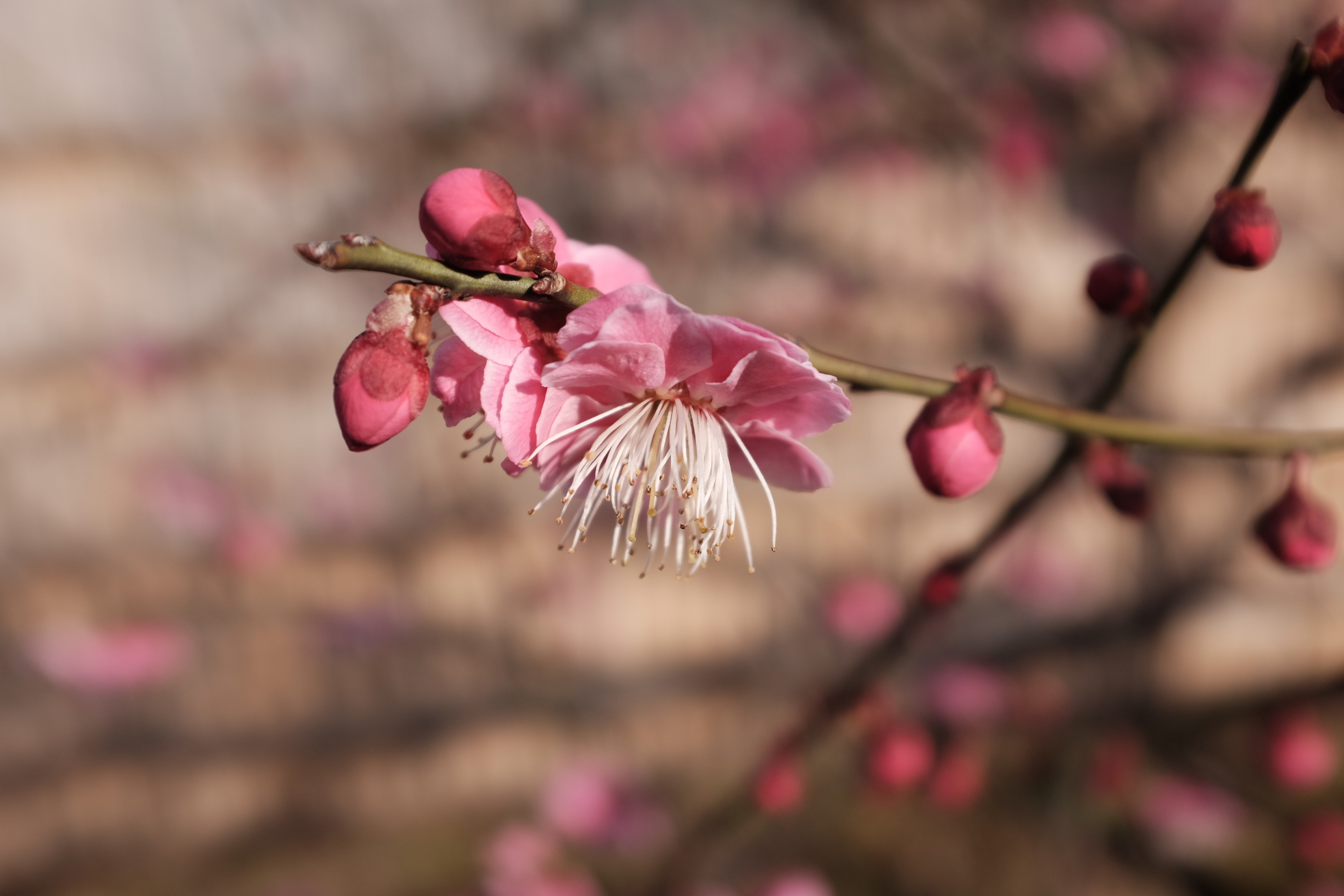 Сакура съедобная. Цветы Умэ японская слива. Умэ Шабана. Японская вишня Сакура плоды.