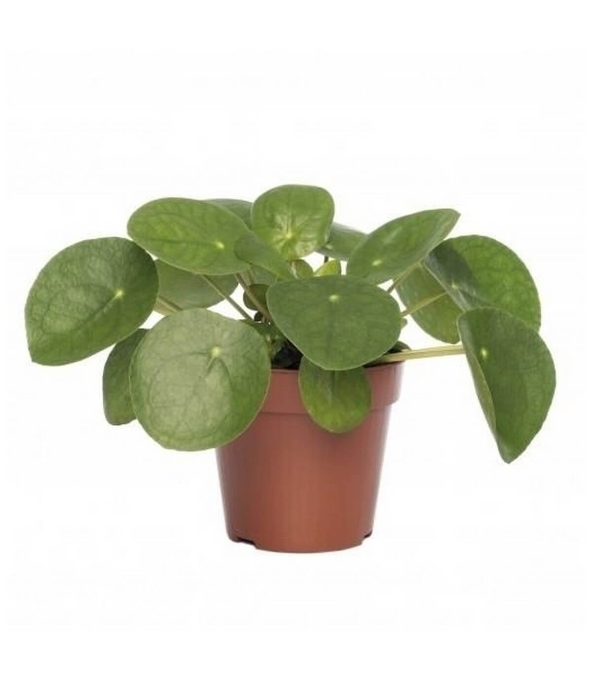 Peperomia cuspidilimba