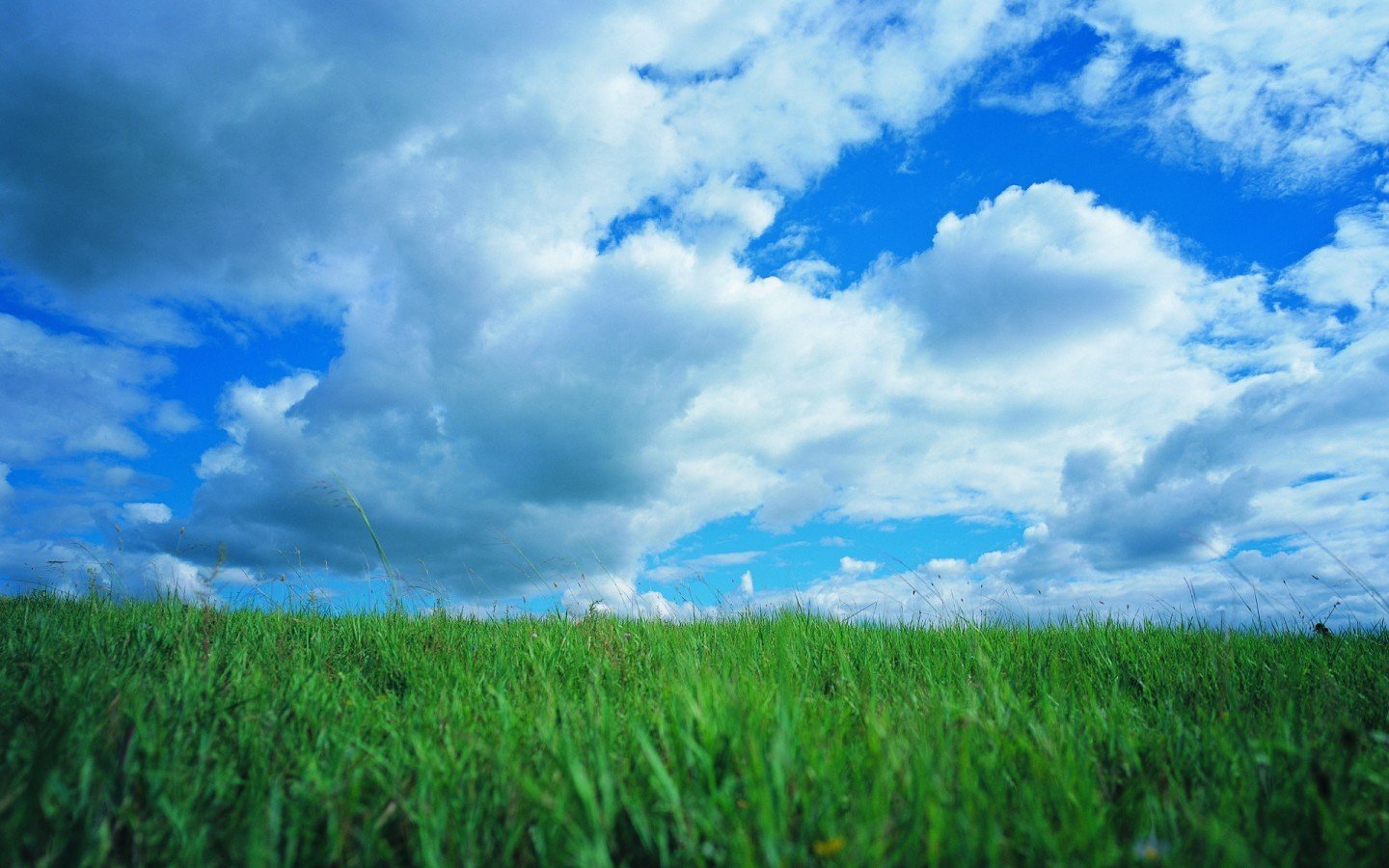 Голубое небо зеленая трава - 72 фото