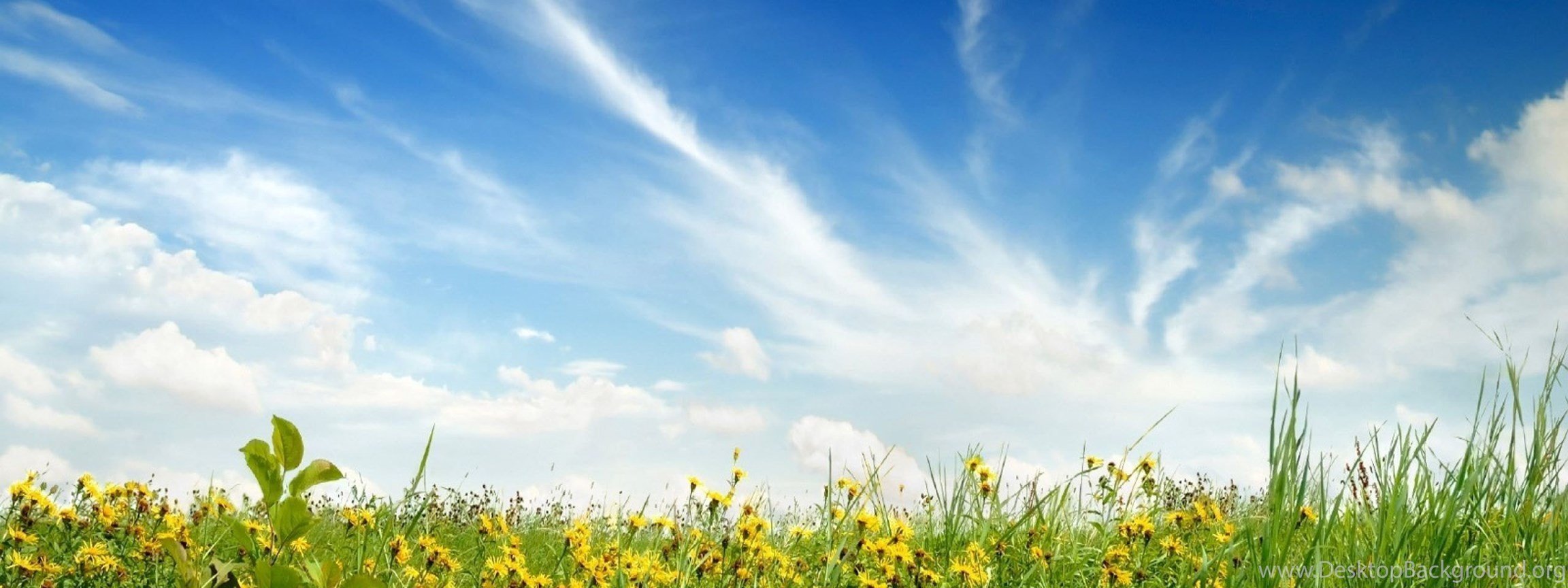 Песня голубое небо зеленая трава. Трава и небо. Трава и небо панорама. Фон трава и небо. Небо солнце трава.