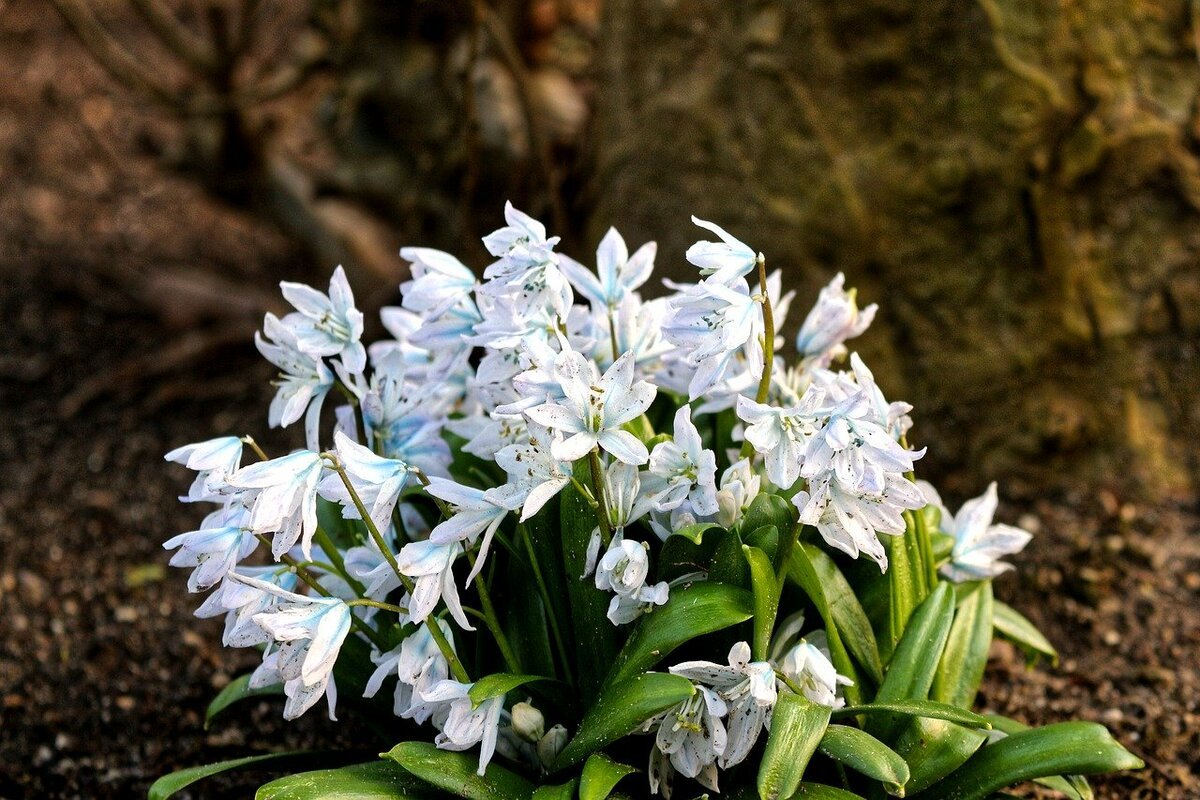 Пролеска Сибирская Scilla Siberica