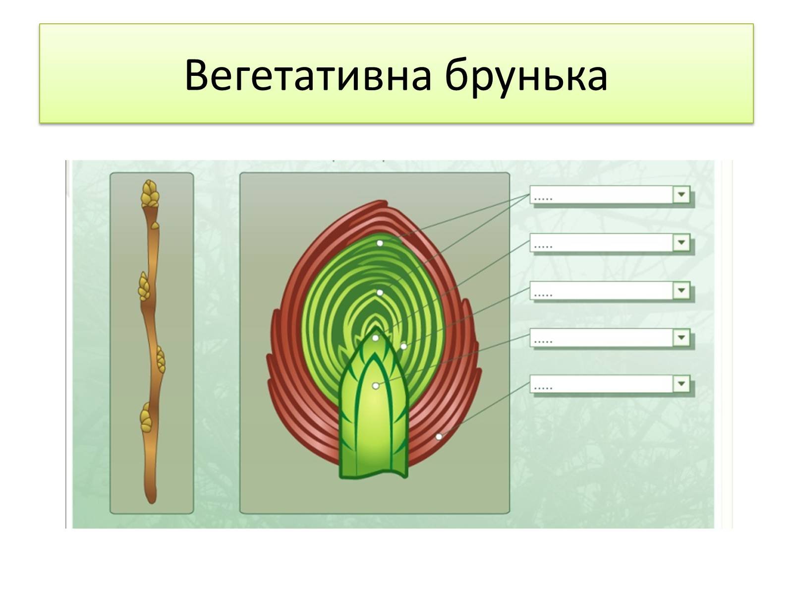 Названия почек растений. Строение почки 6 класс биология. Строение вегетативной почки растения. Строение почки 6 класс биология рисунок. Строение вегетативной почки 6 класс биология.