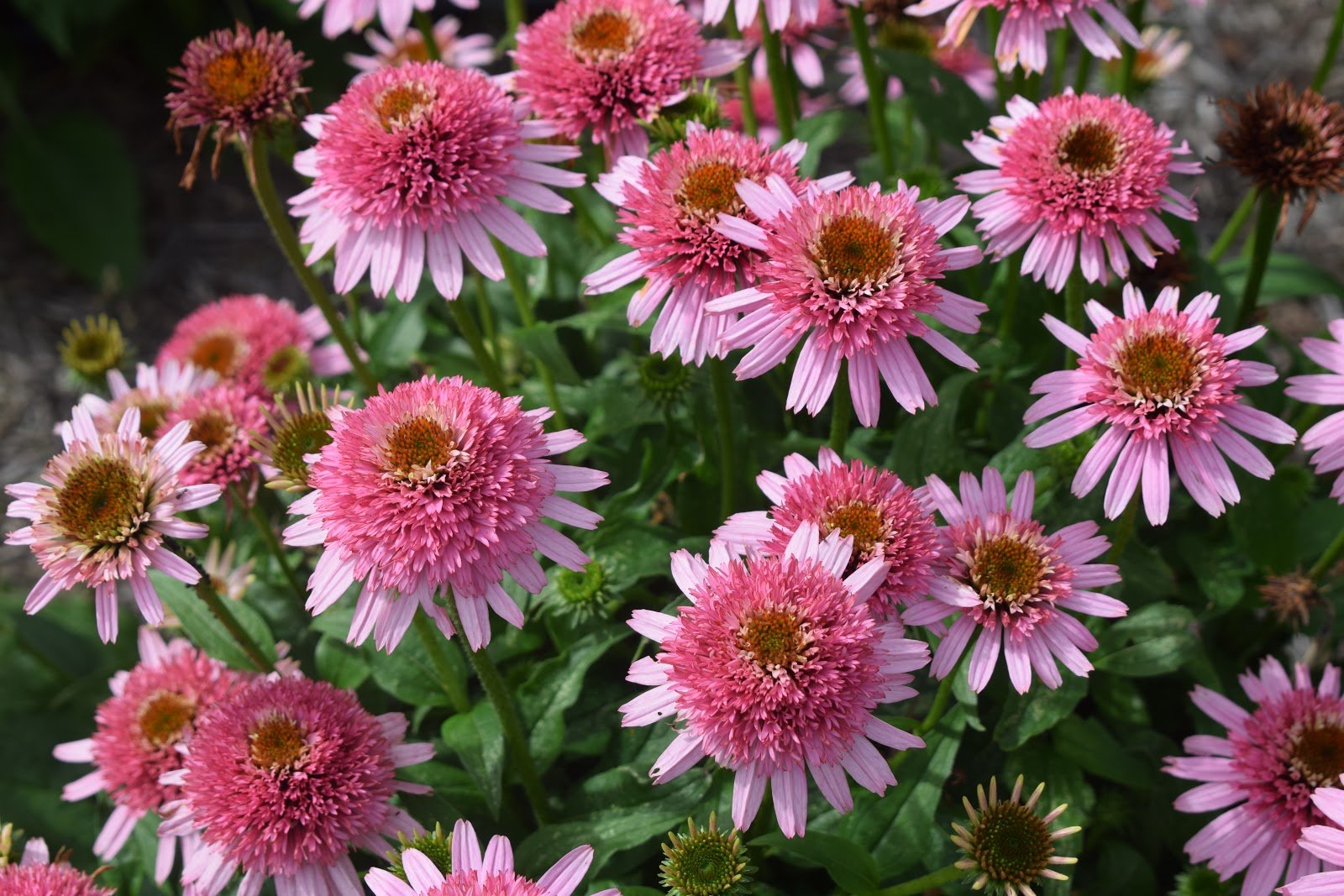 Эхинацея Echinacea big Kahuna