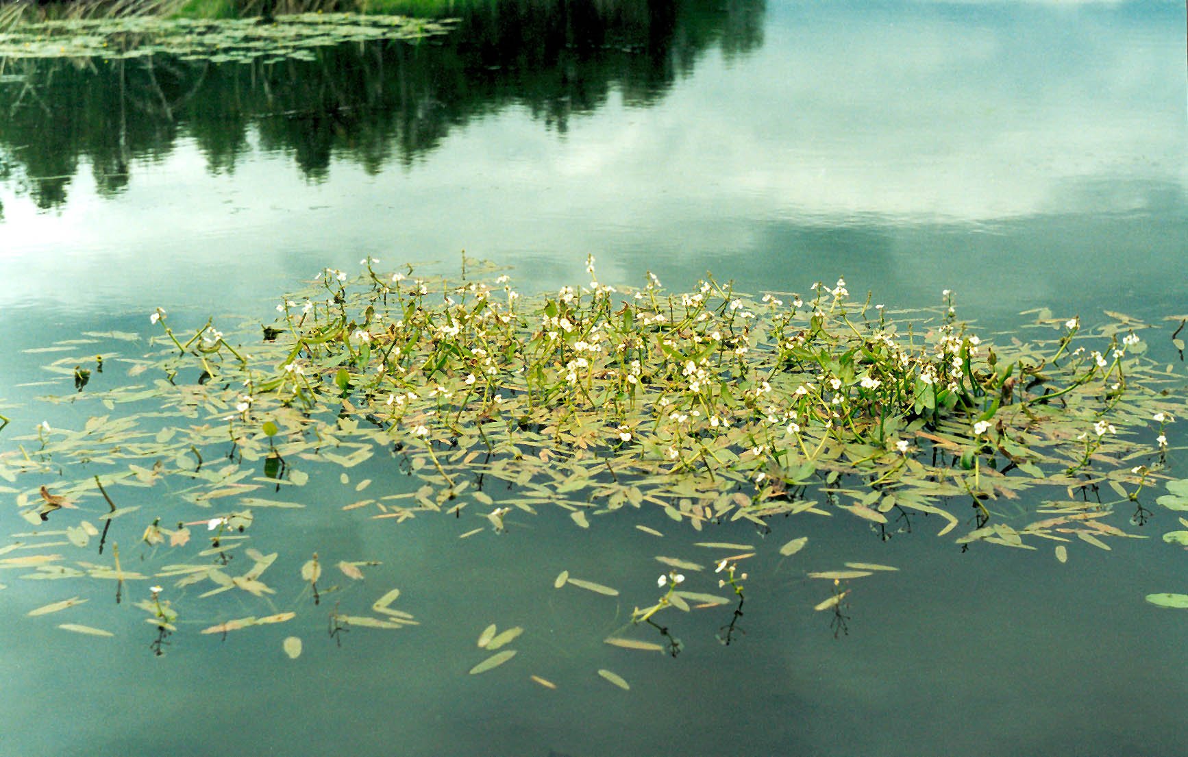 Травы рек и озер. Стрелолист обыкновенный. Стрелолист плавающий. Стрелолист водные растения. Стрелолист трёхраздельный.