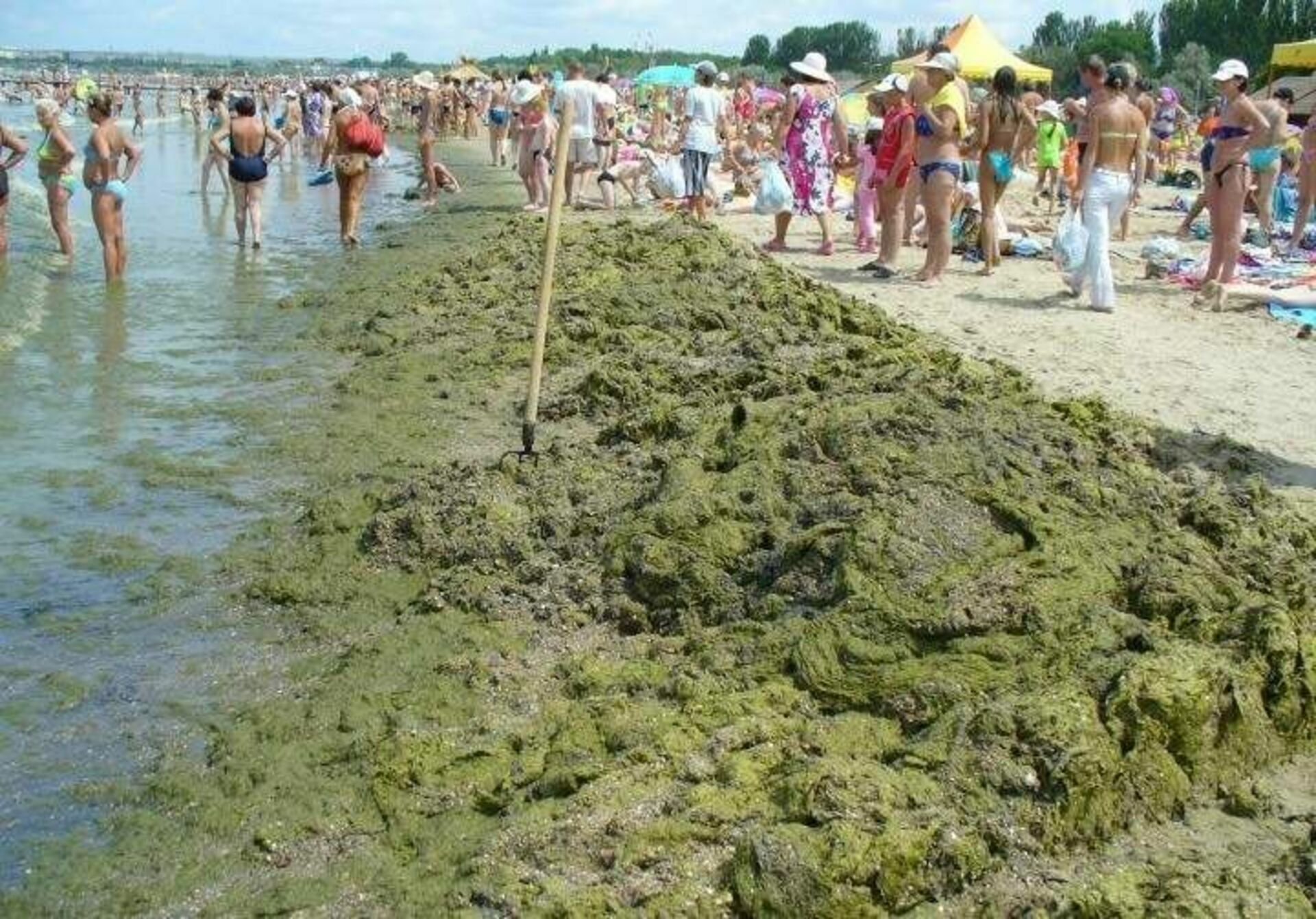 Море цветет. Анапа Витязево море цветет. Цветение водорослей в Анапе Витязево. Черное море цветет Анапа. Цветение моря в Анапе в Витязево.