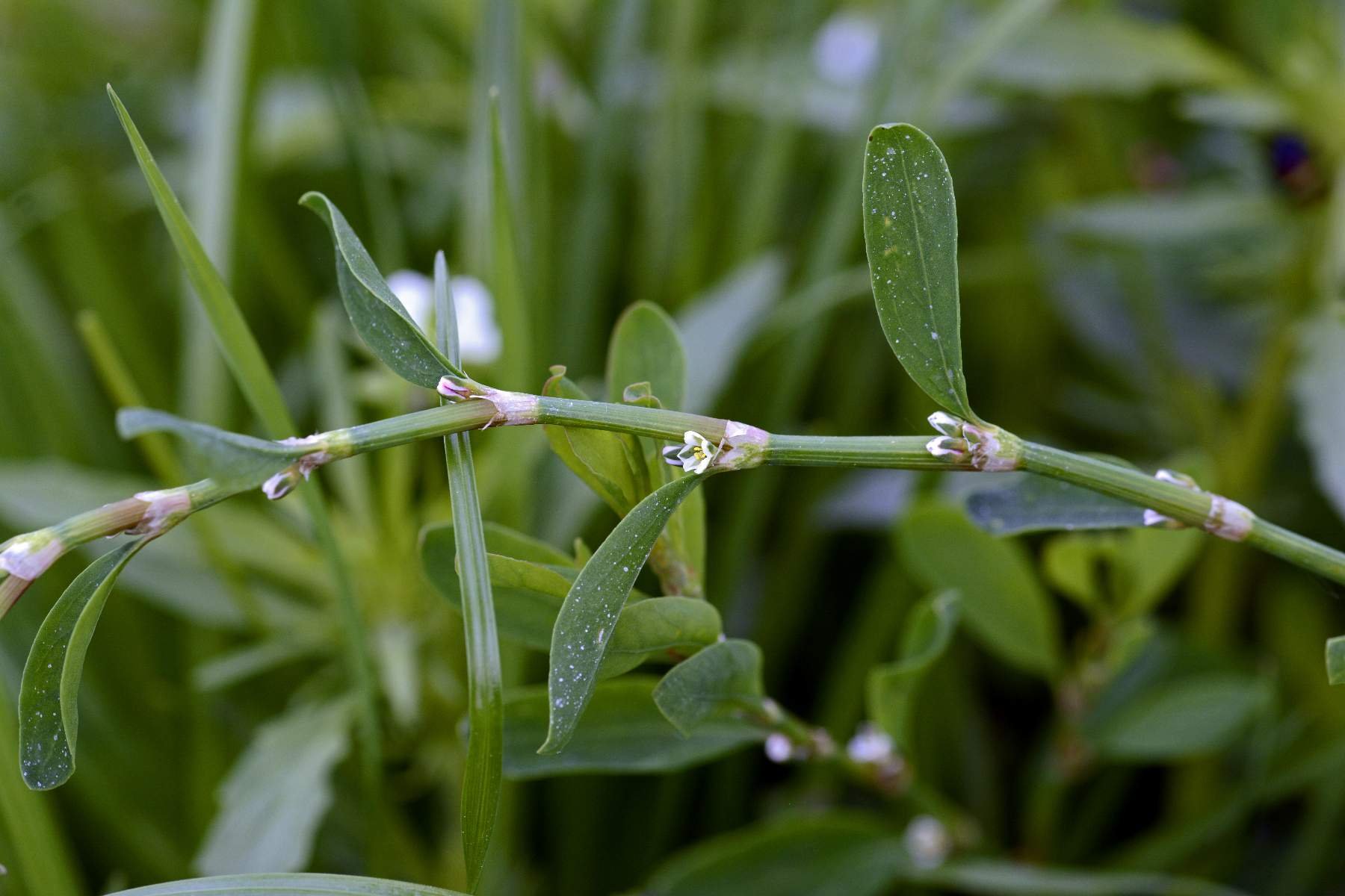 Спорыш трава лечебные фото. Горец птичий (спорыш) (Polygonum aviculare). Горец птичий (Polygonum aviculare). Спорыш (Горец птичий, трава-топтун). Спорыш птичий.